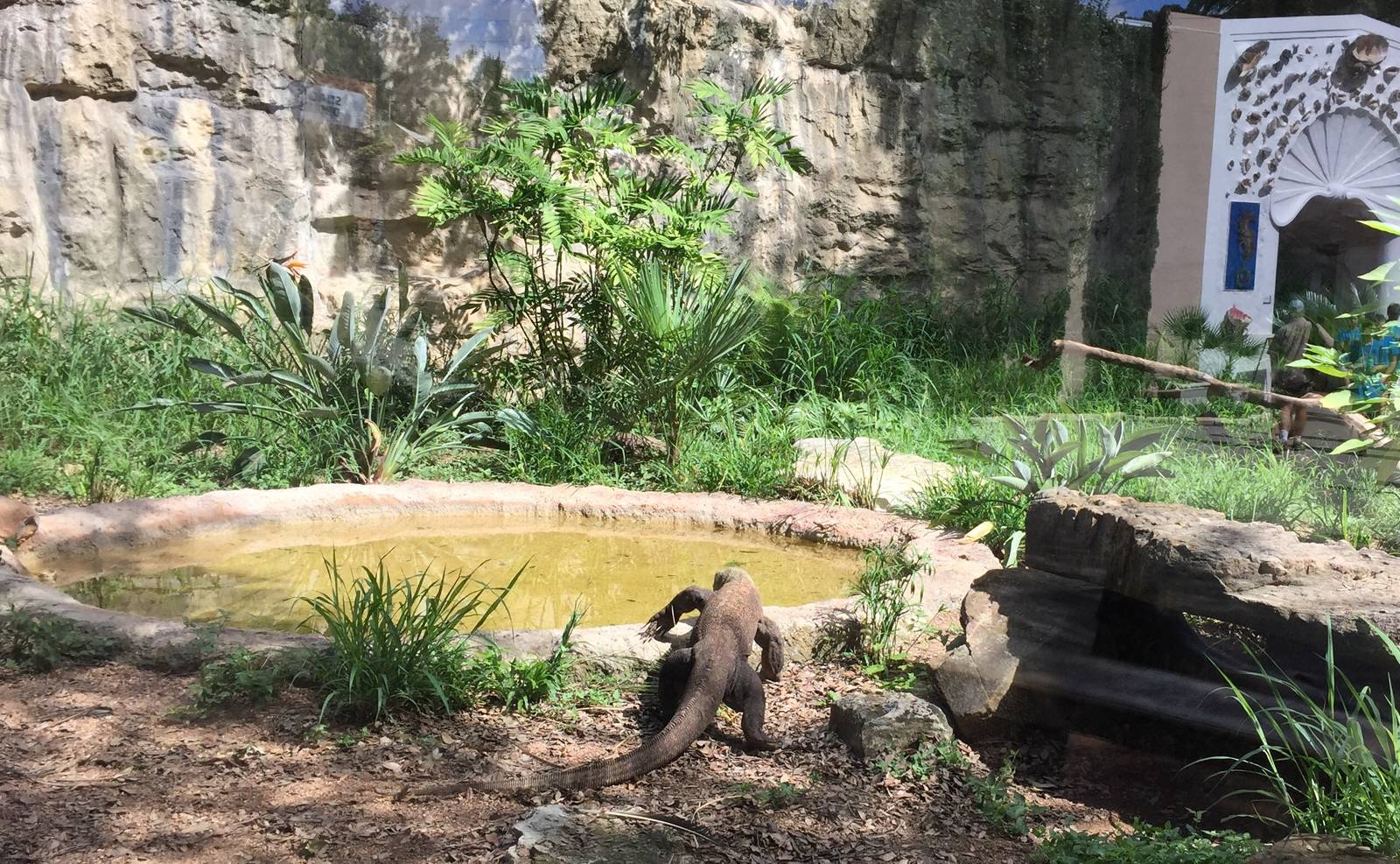 Komodo Dragon Exhibit