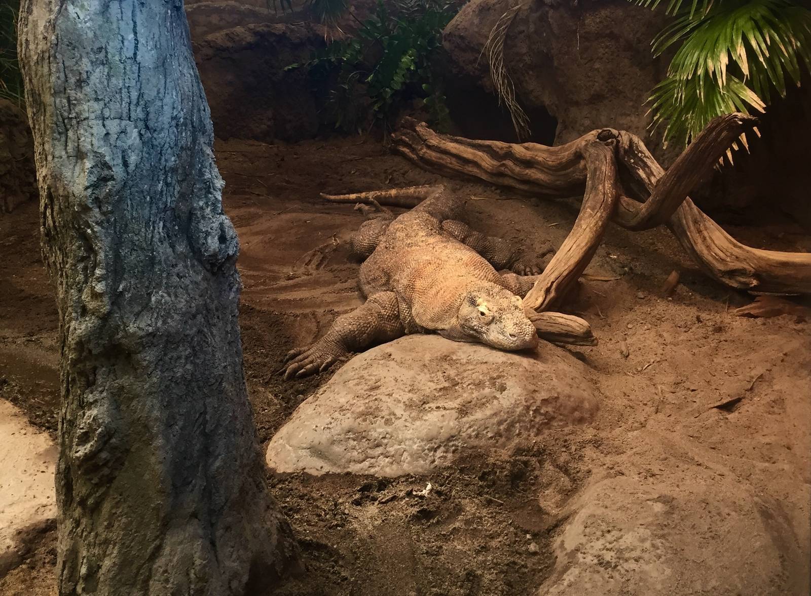 Komodo Dragon Exhibit