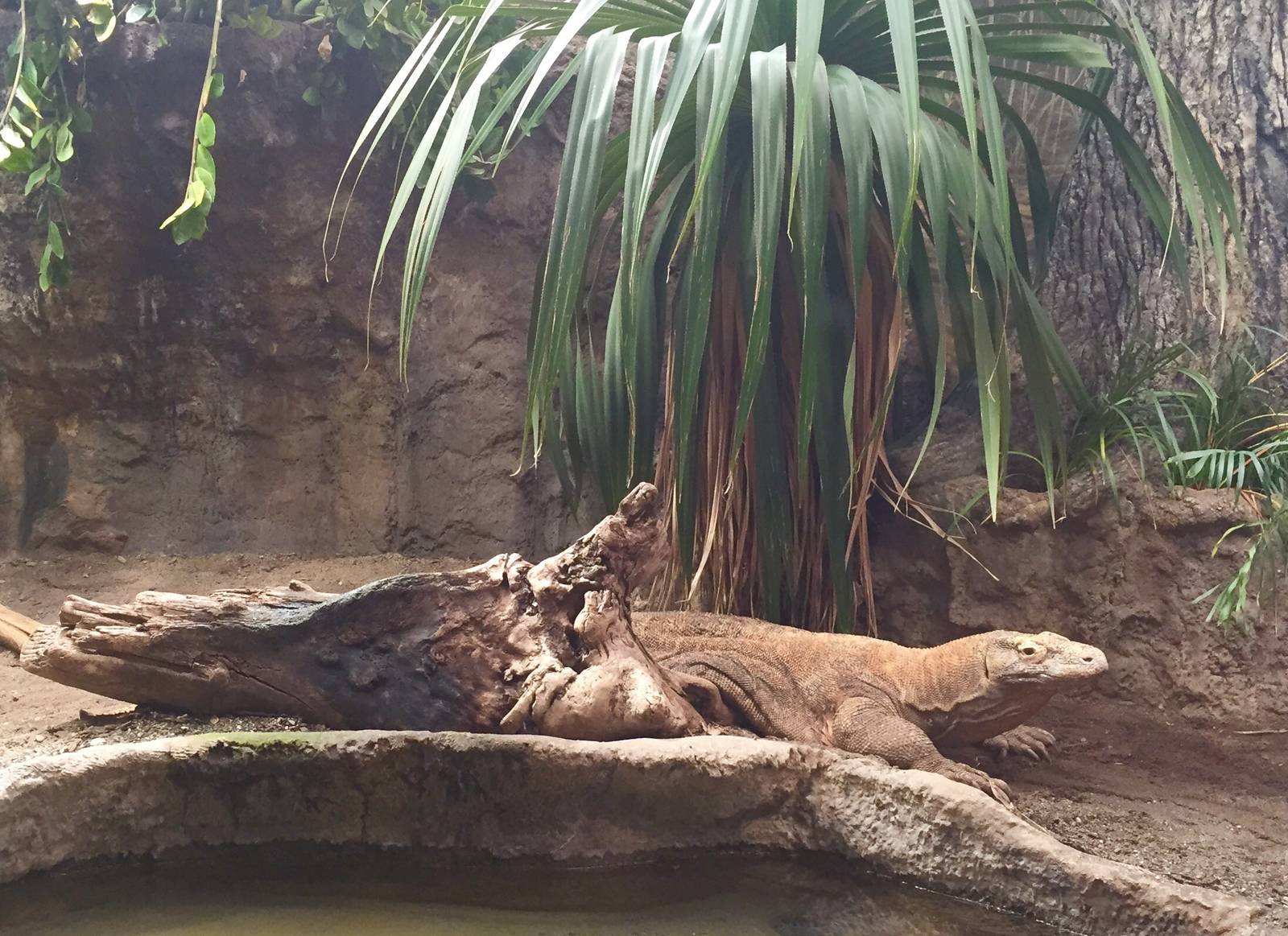 Komodo Dragon Exhibit