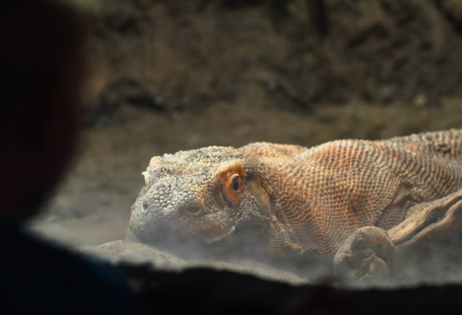 Komodo Dragon Exhibit
