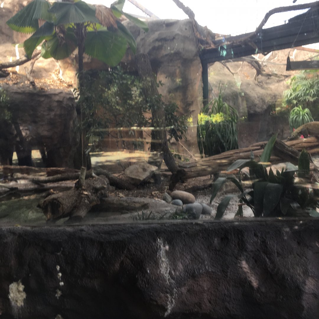 Komodo Dragon Exhibit