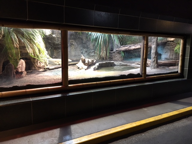 Komodo Dragon Exhibit