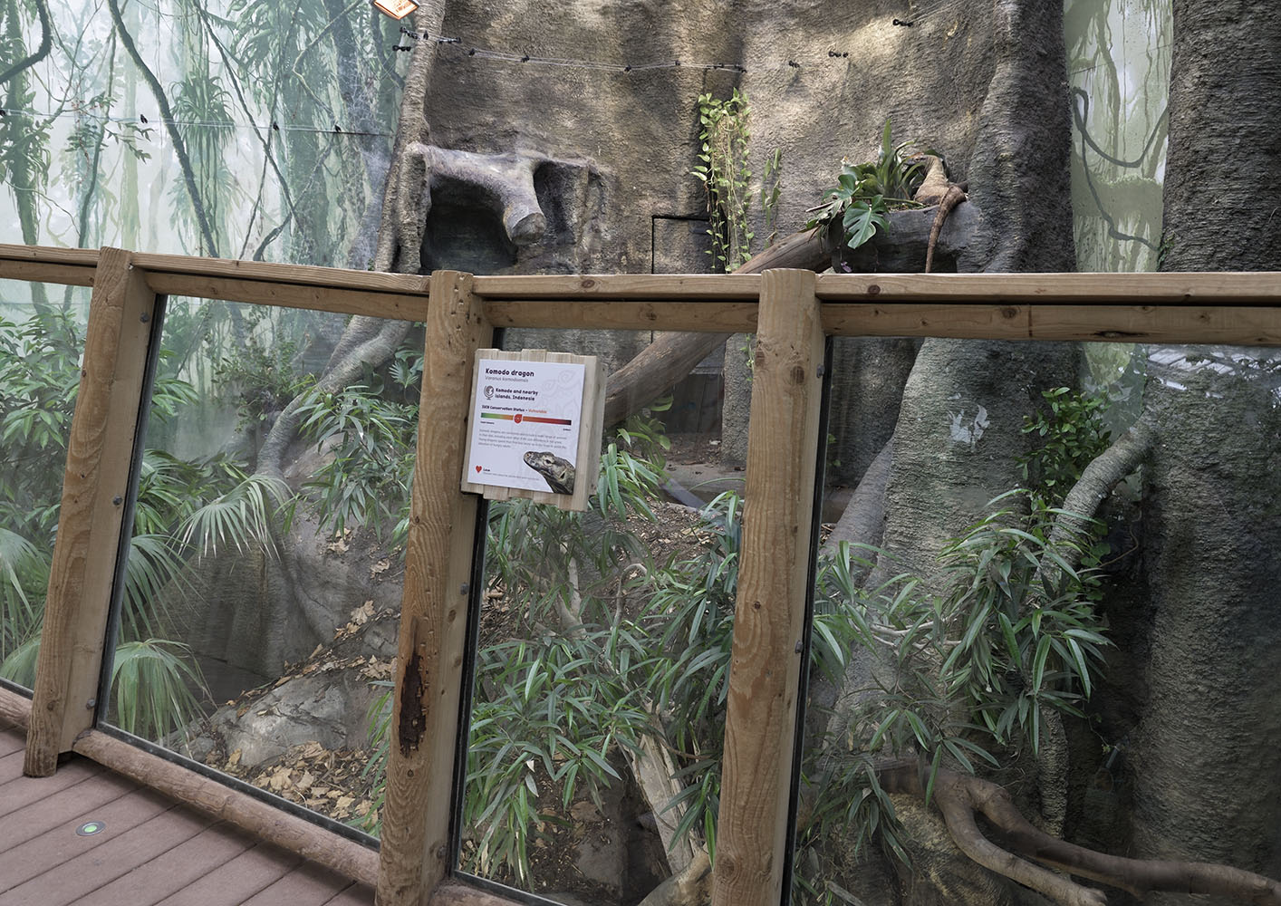 Komodo dragon exhibit