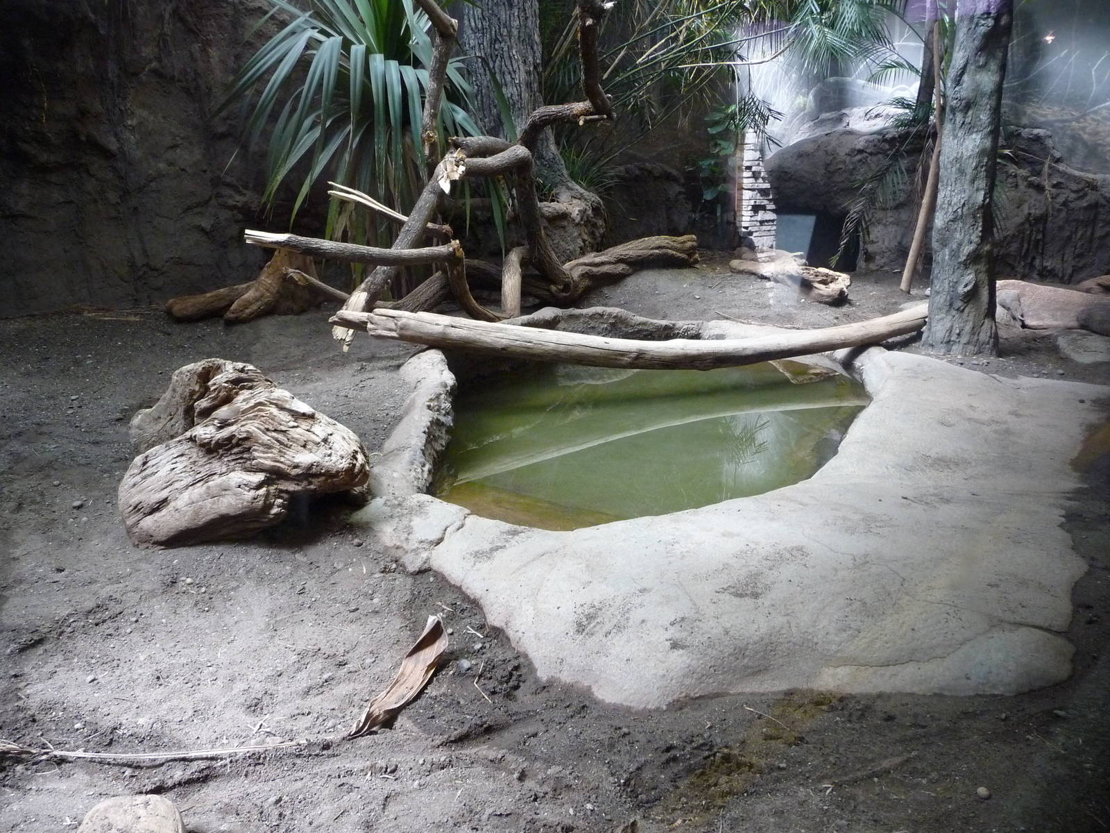 Komodo Dragon Exhibit