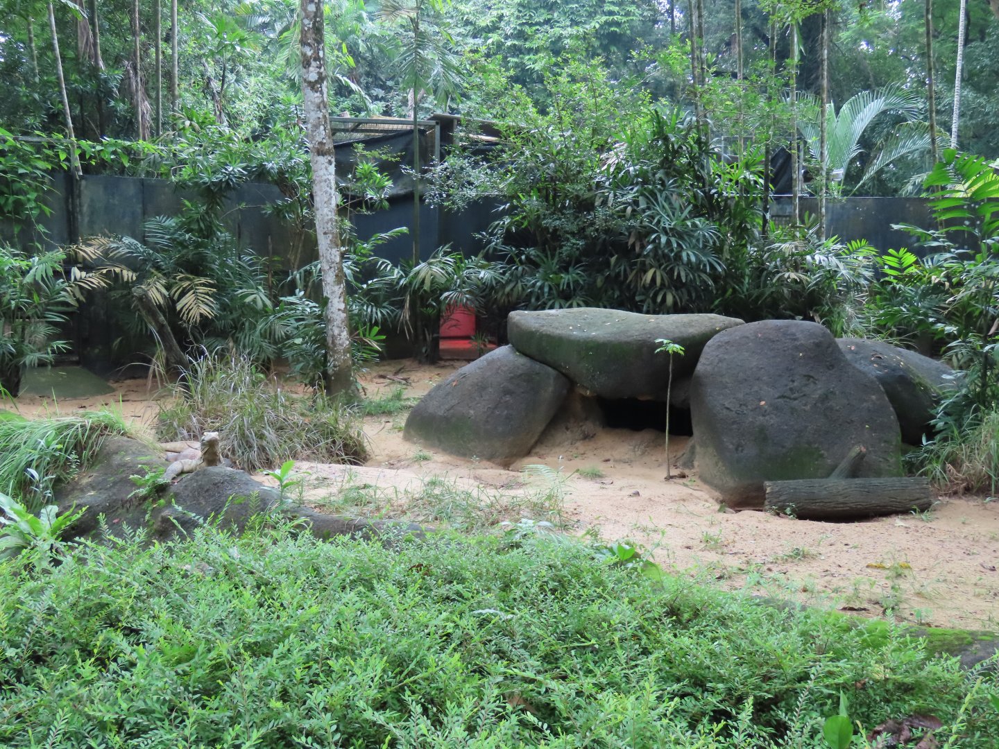 Komodo dragon exhibit