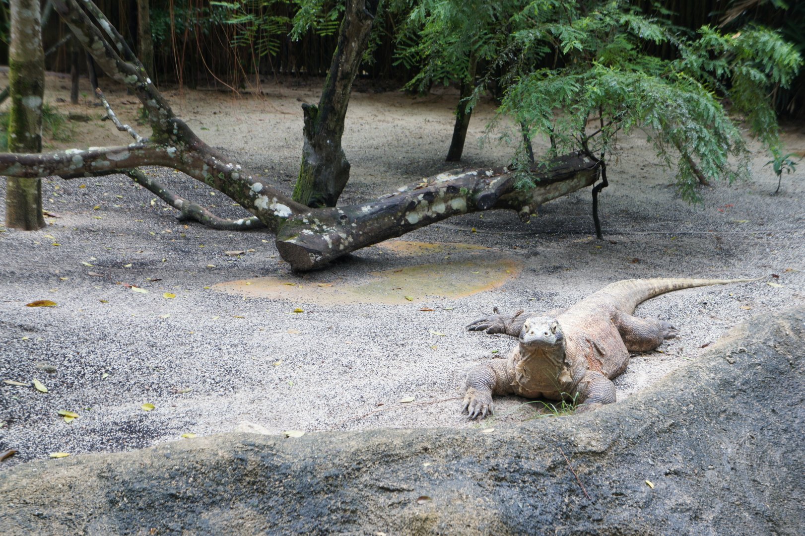 Komodo Dragon Exhibit