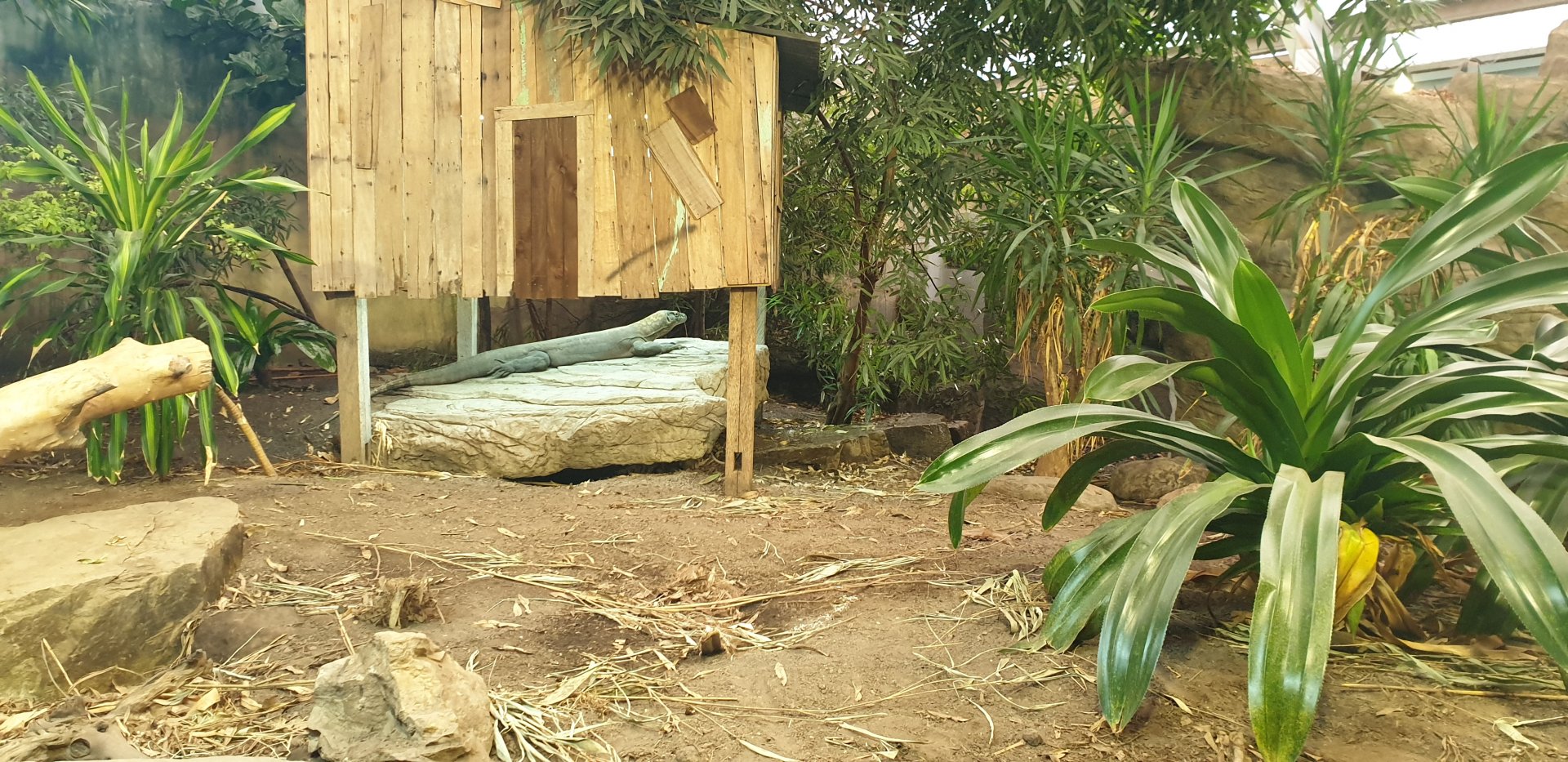 Komodo dragon exhibit