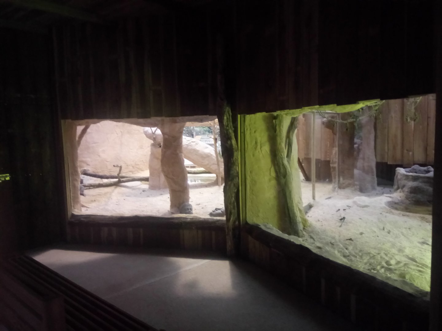 Komodo Dragon Exhibit