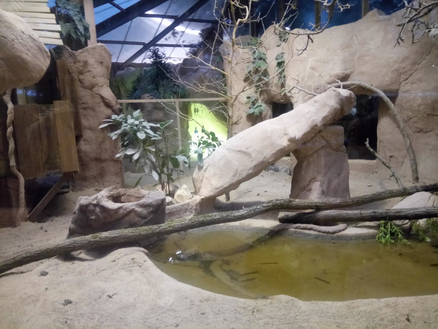 Komodo Dragon Exhibit