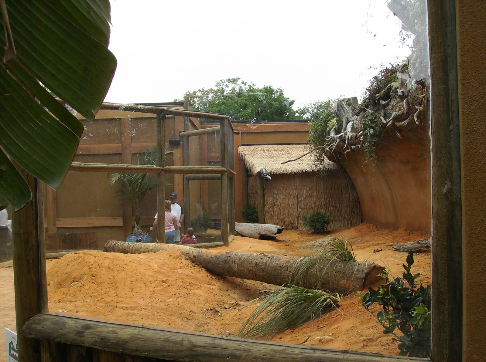 Komodo Dragon exhibit
