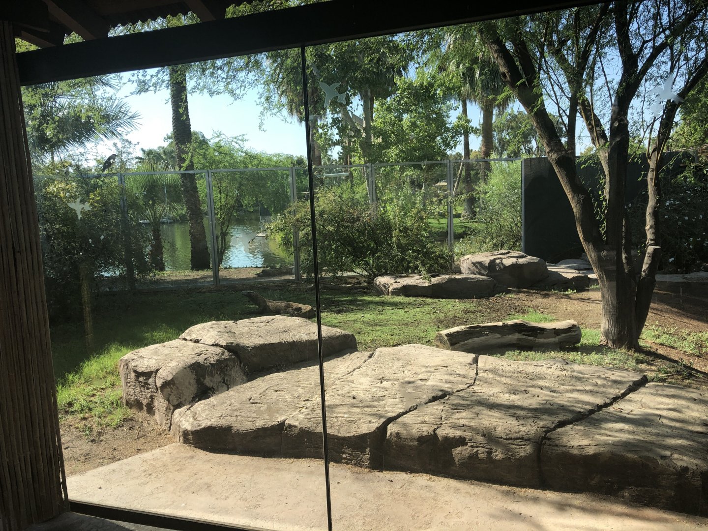 Komodo Dragon Exhibit
