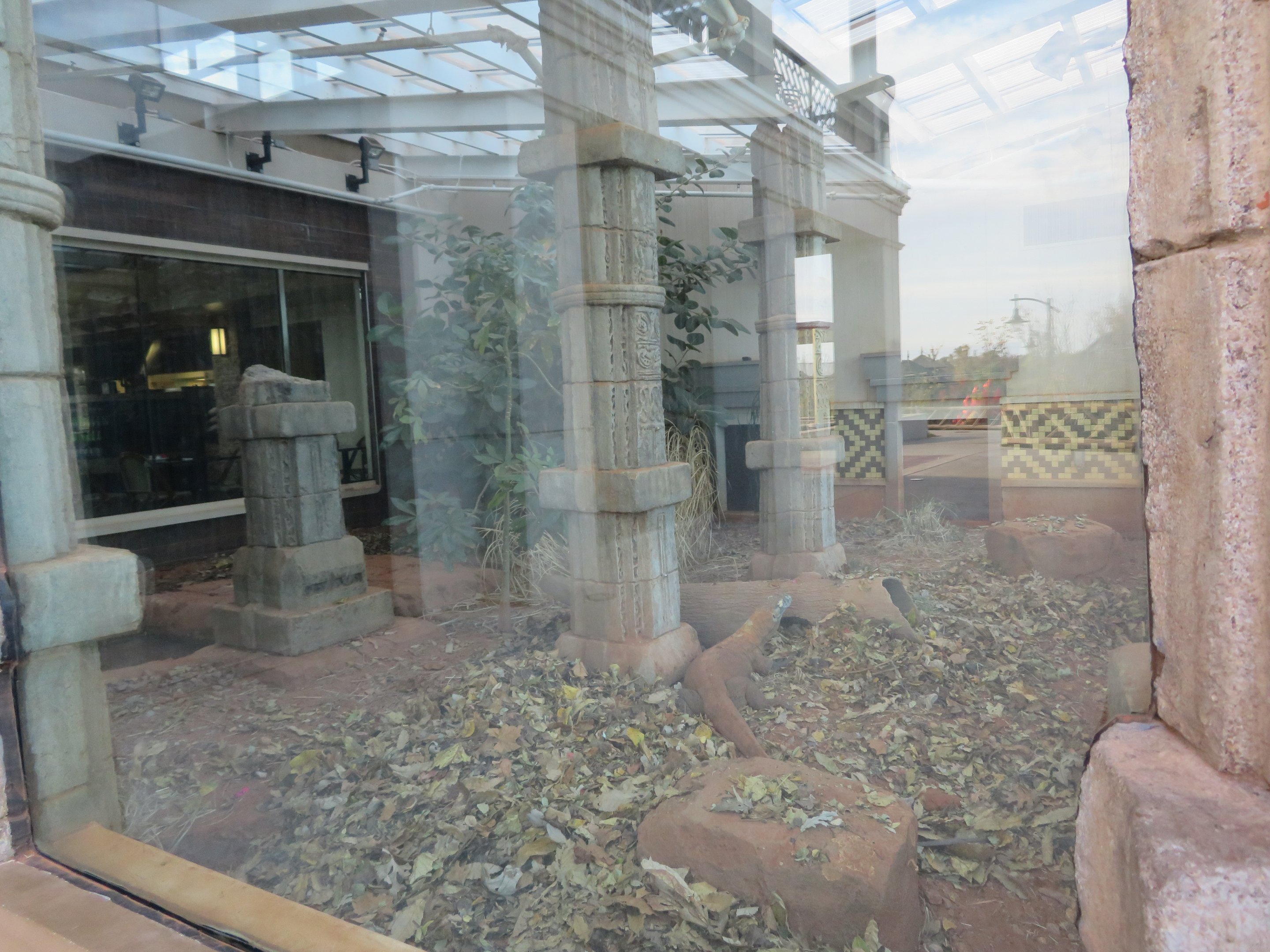 Komodo Dragon Exhibit