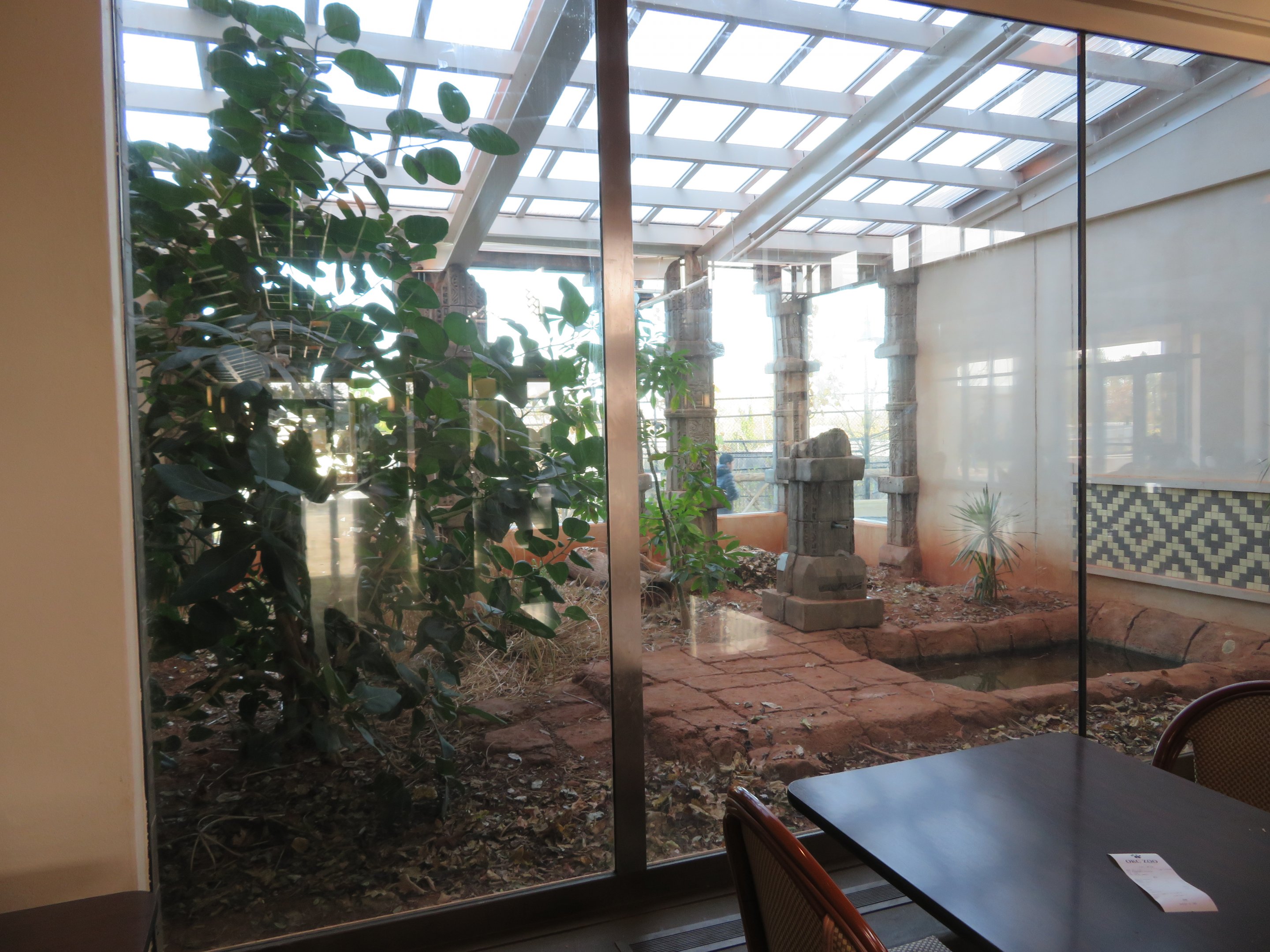 Komodo Dragon Exhibit