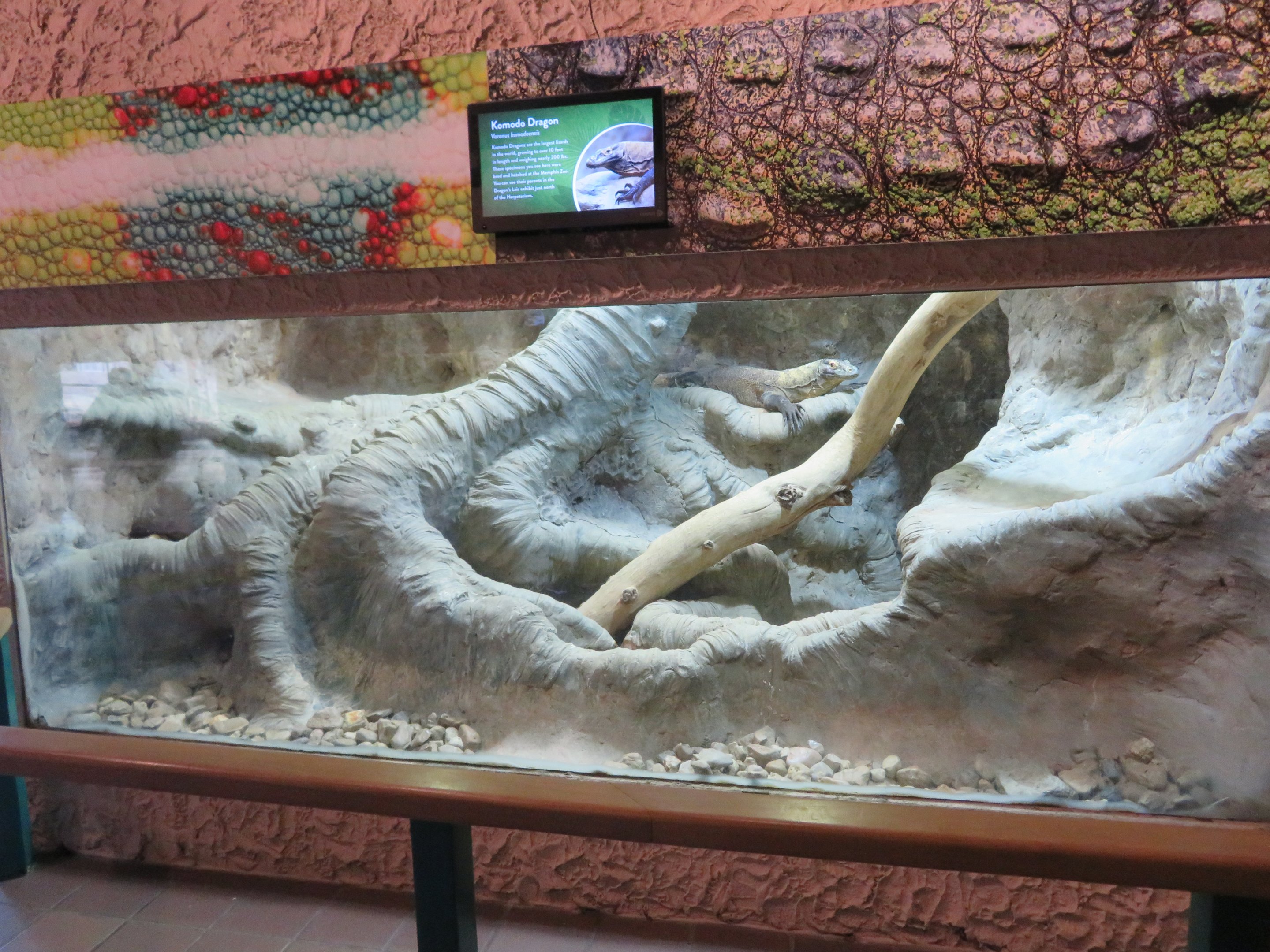 Komodo Dragon Exhibit