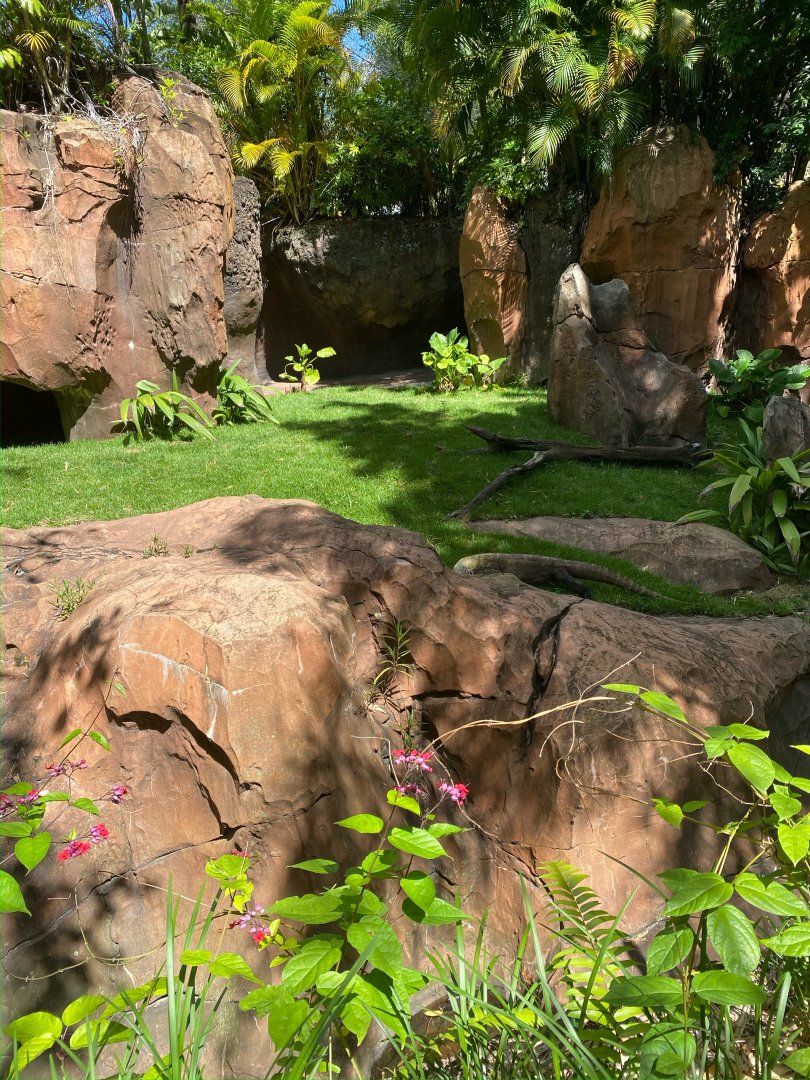 Komodo Dragon Exhibit