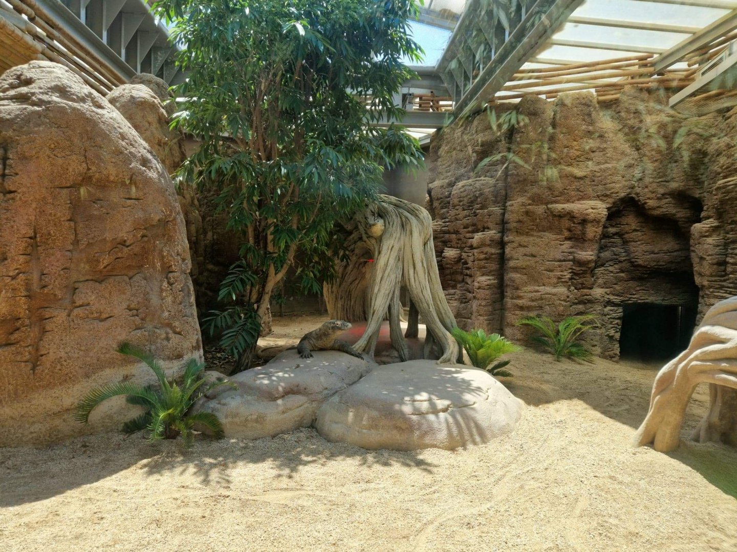 Komodo Dragon exhibit