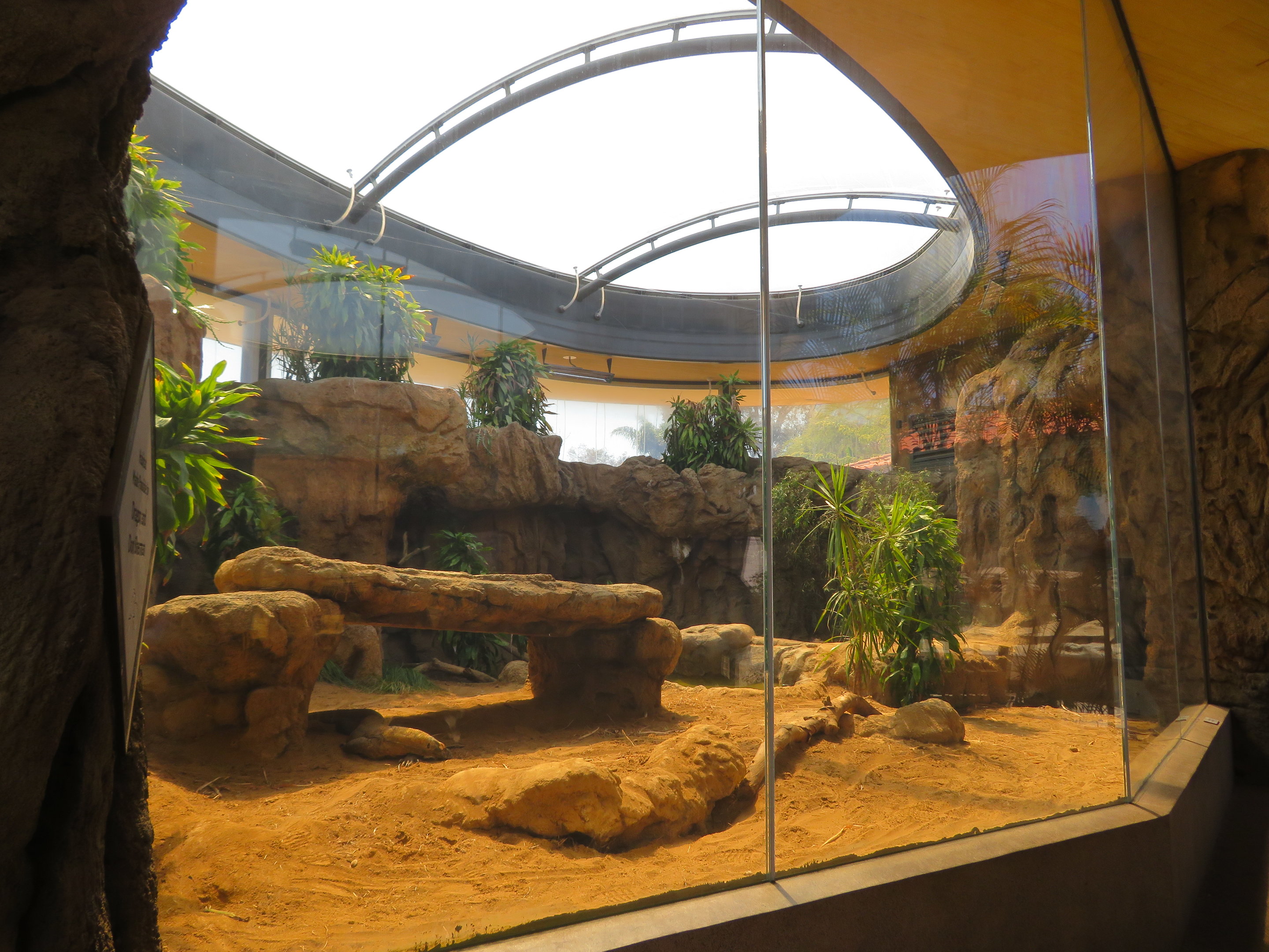Komodo Dragon Exhibit