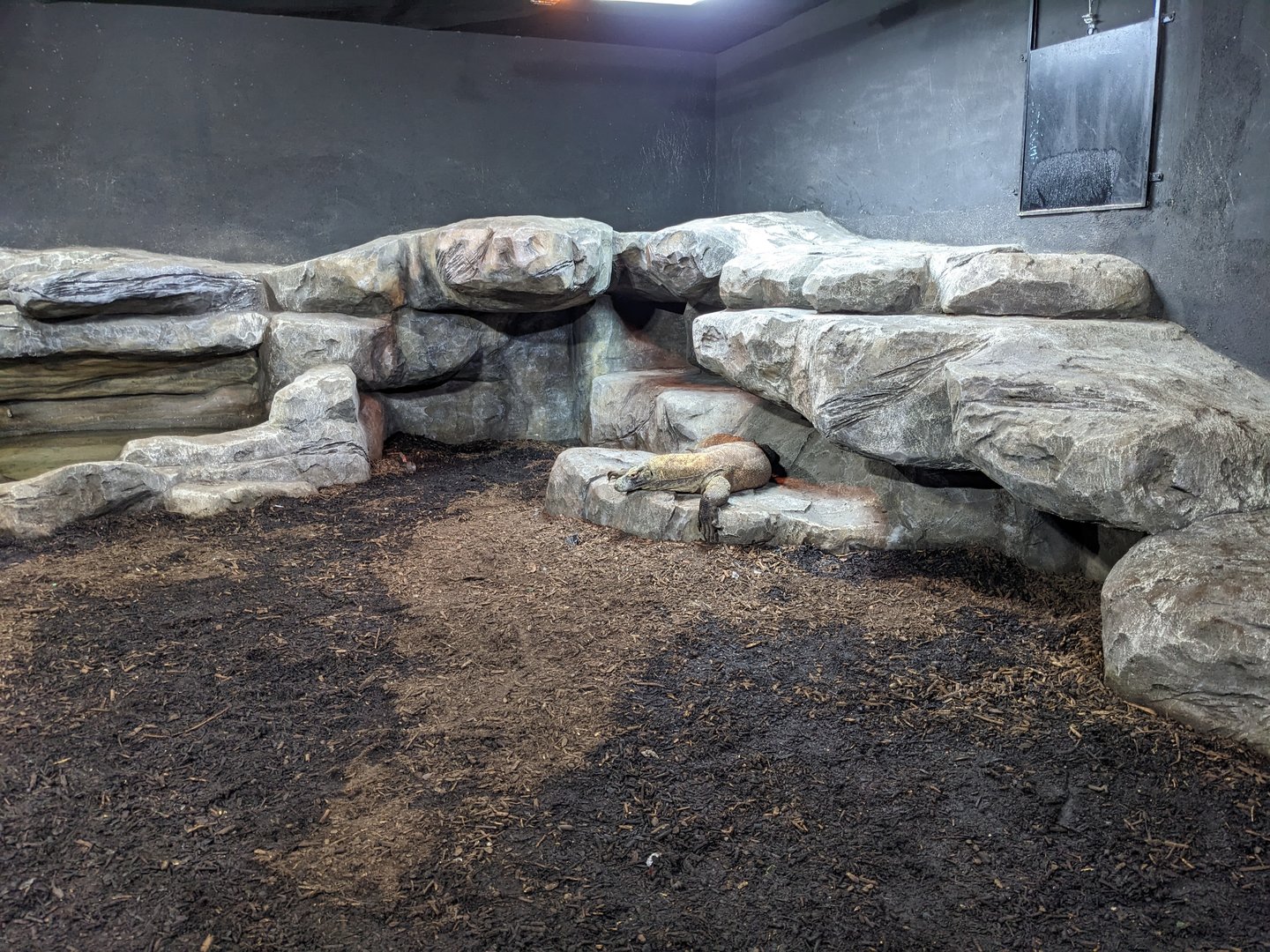 Komodo Dragon Exhibit