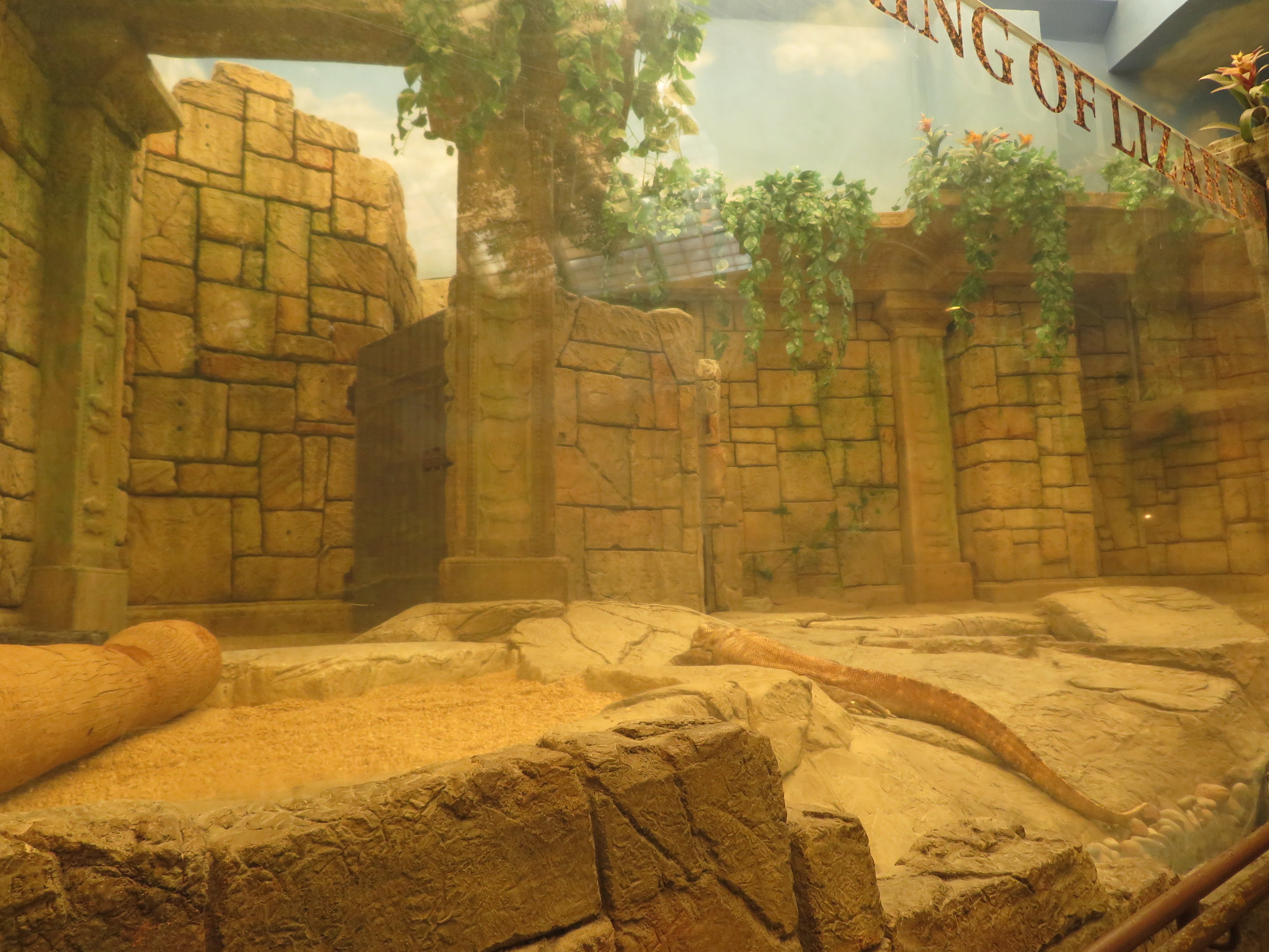 Komodo Dragon Exhibit