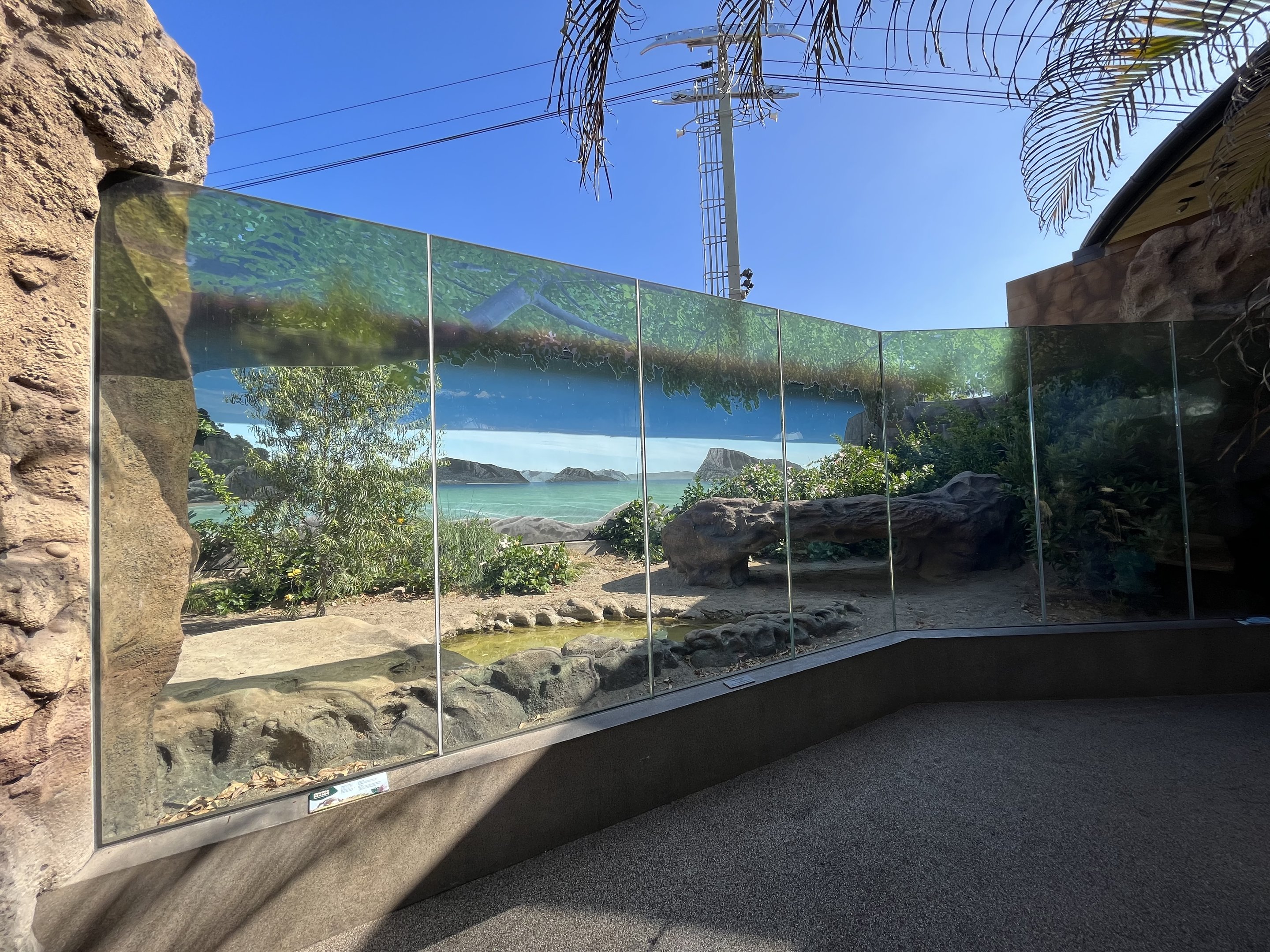 Komodo Dragon Exhibit