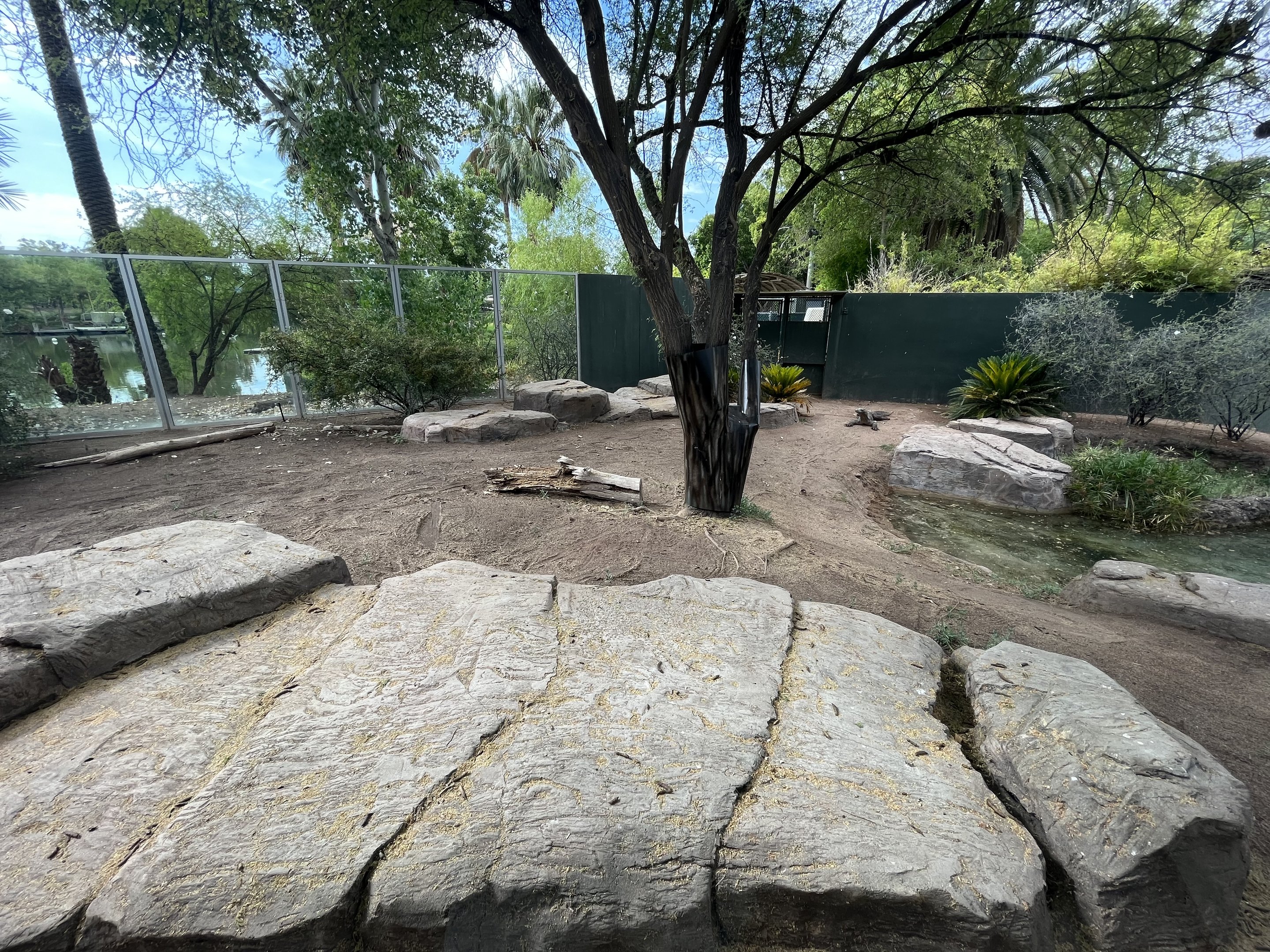 Komodo Dragon Exhibit