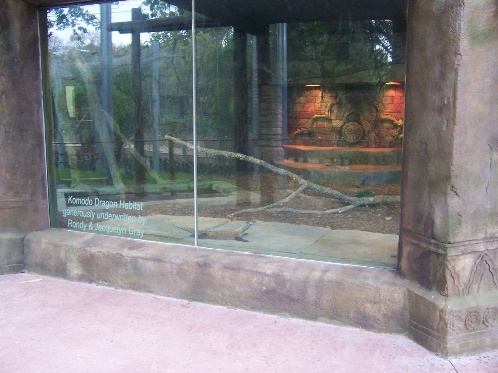 Komodo Dragon exhibit