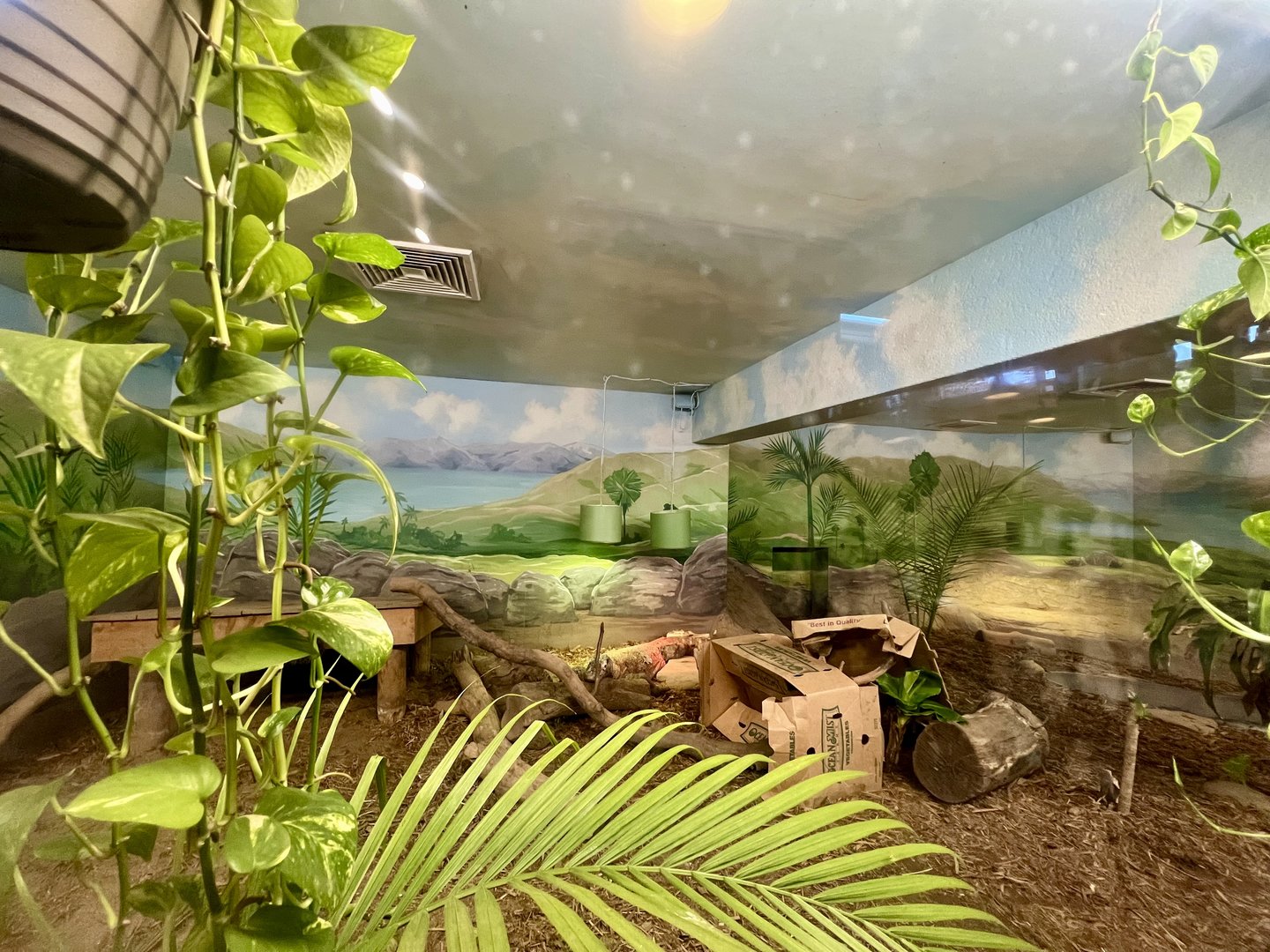 Komodo Dragon Exhibit