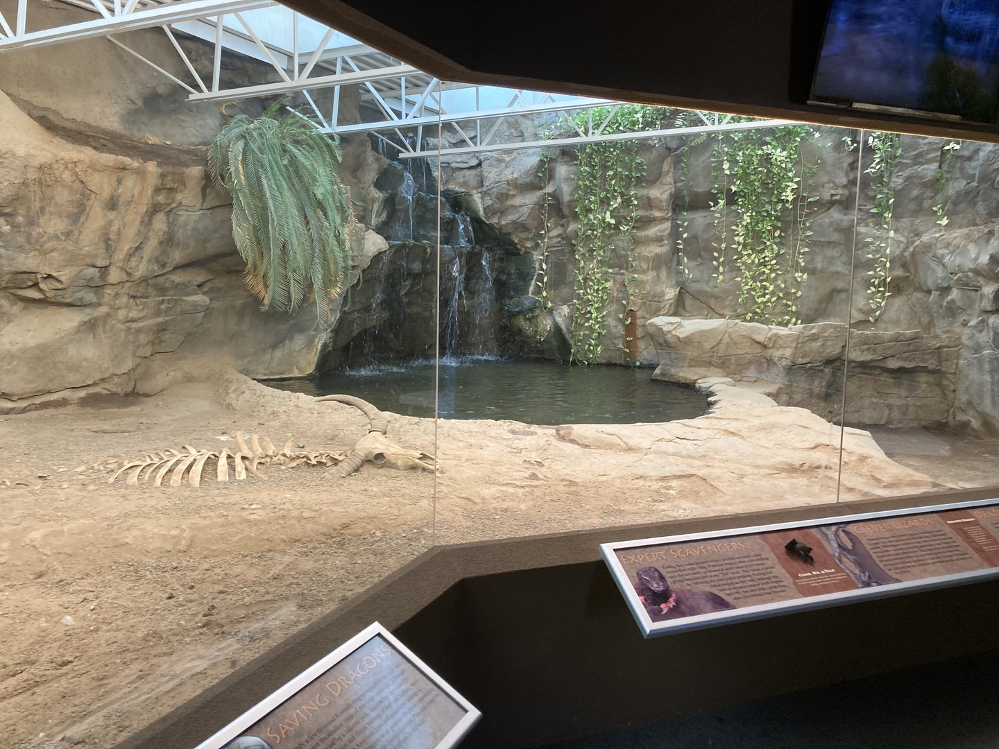 Komodo Dragon exhibit