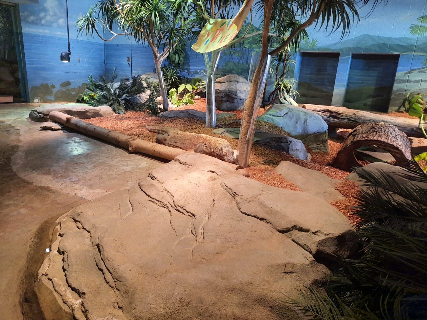 Komodo Dragon Exhibit