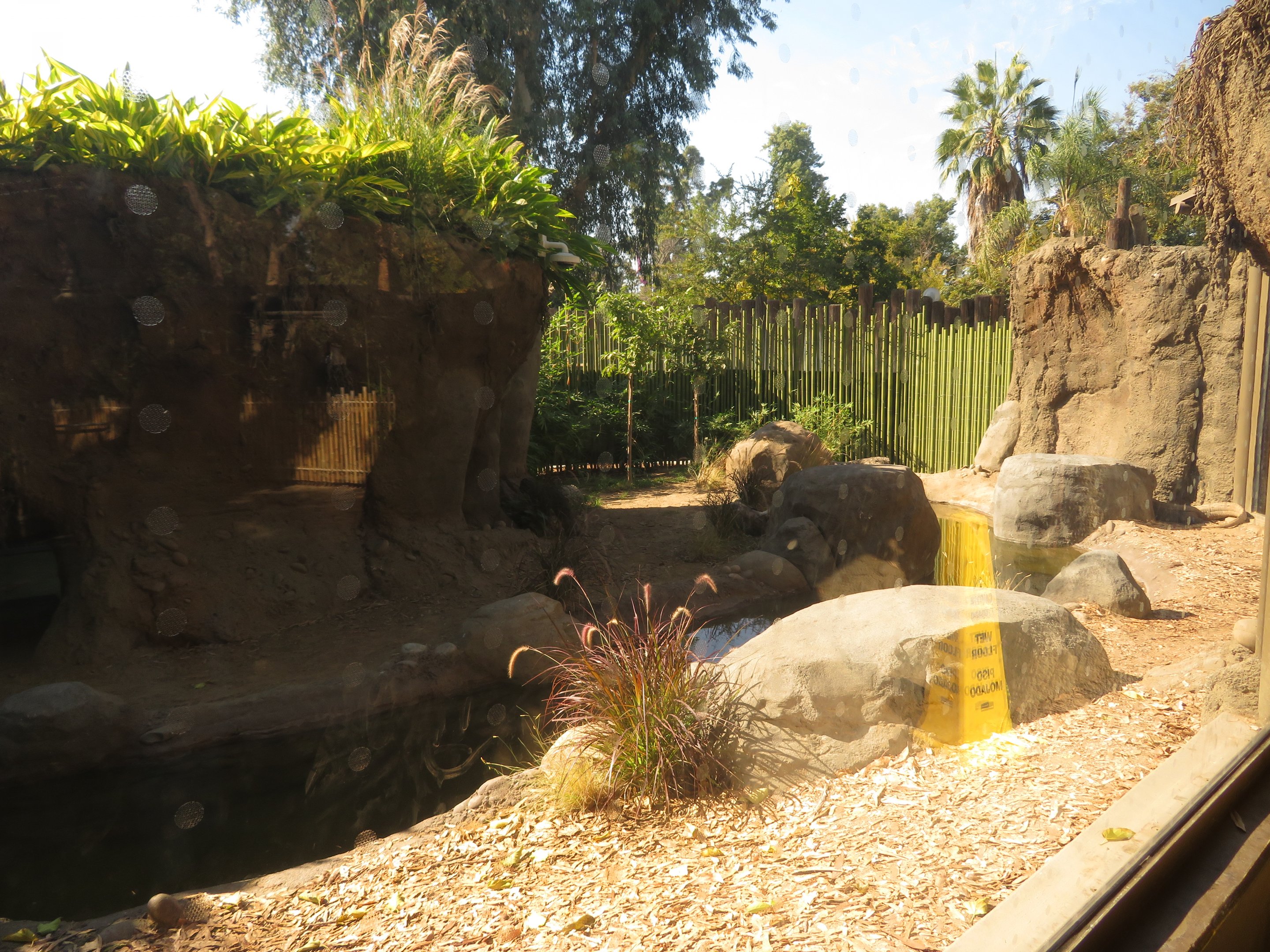 Komodo Dragon Exhibit