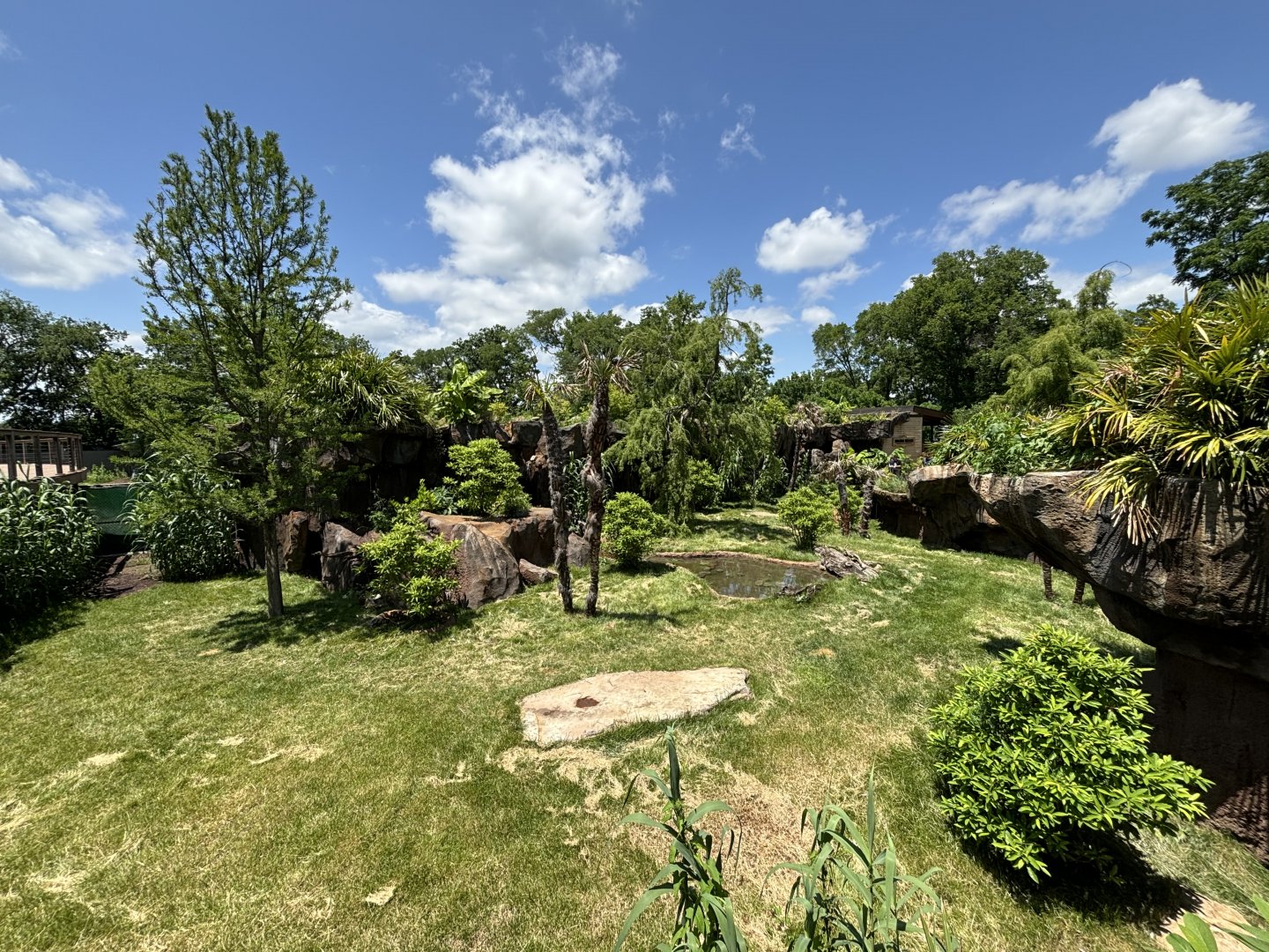 Komodo Dragon Exhibit