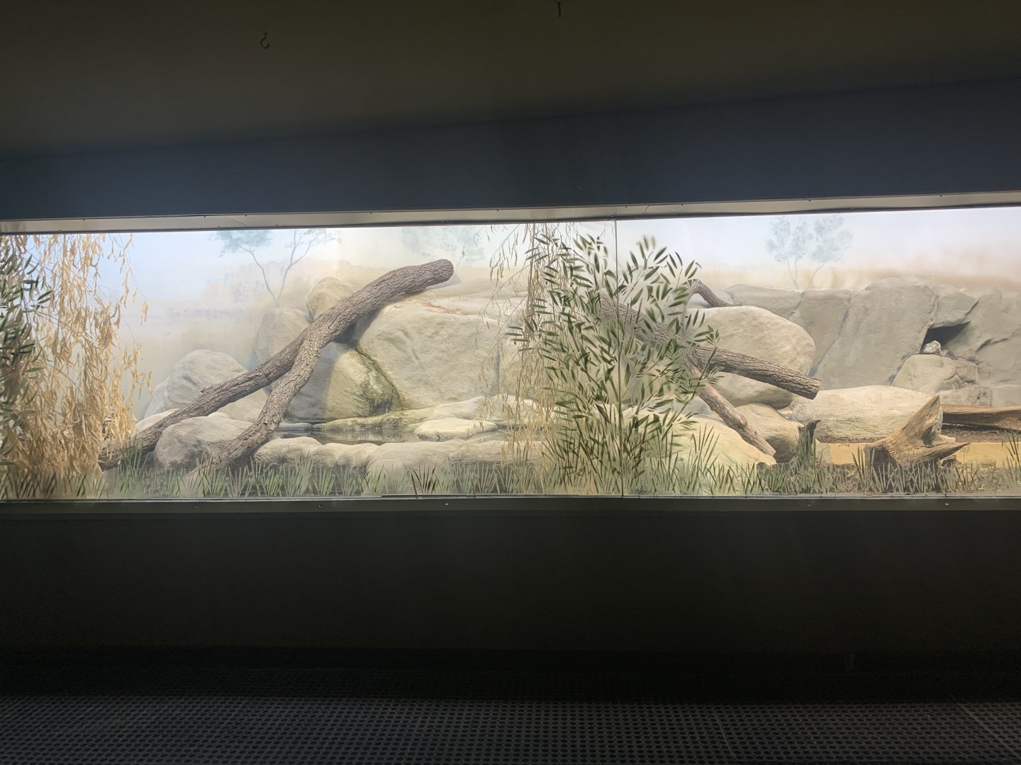 Komodo dragon exhibit