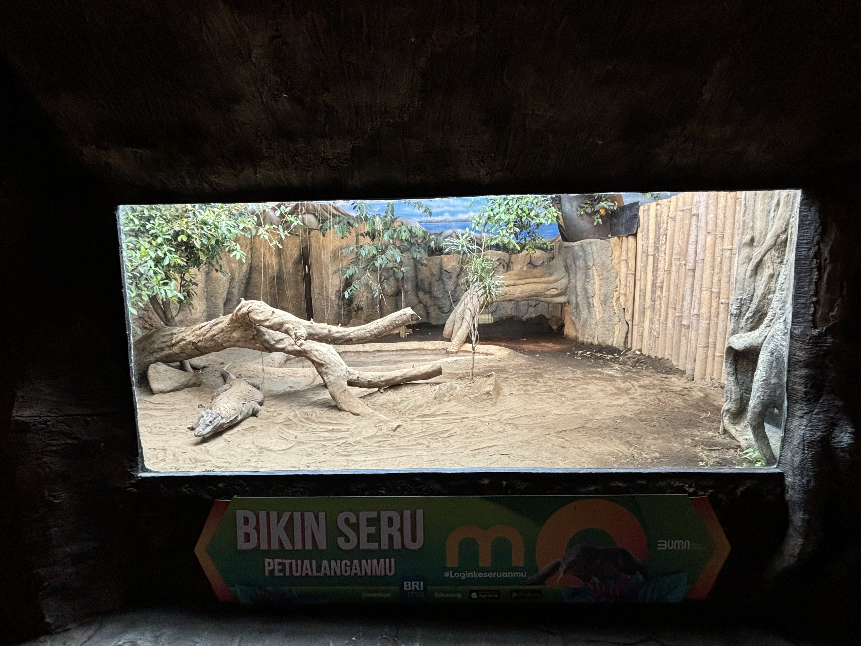 Komodo Dragon Exhibit