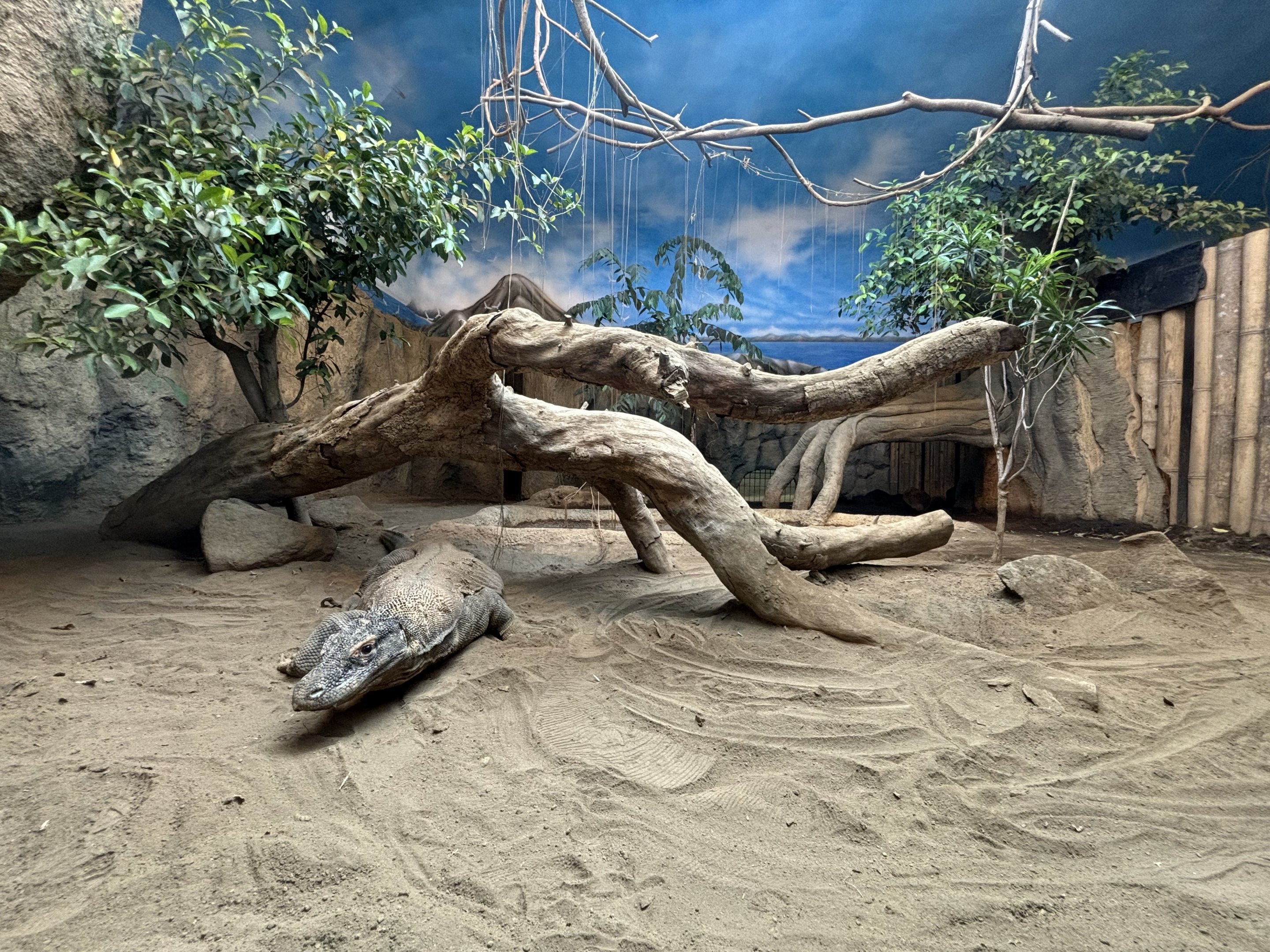 Komodo Dragon Exhibit
