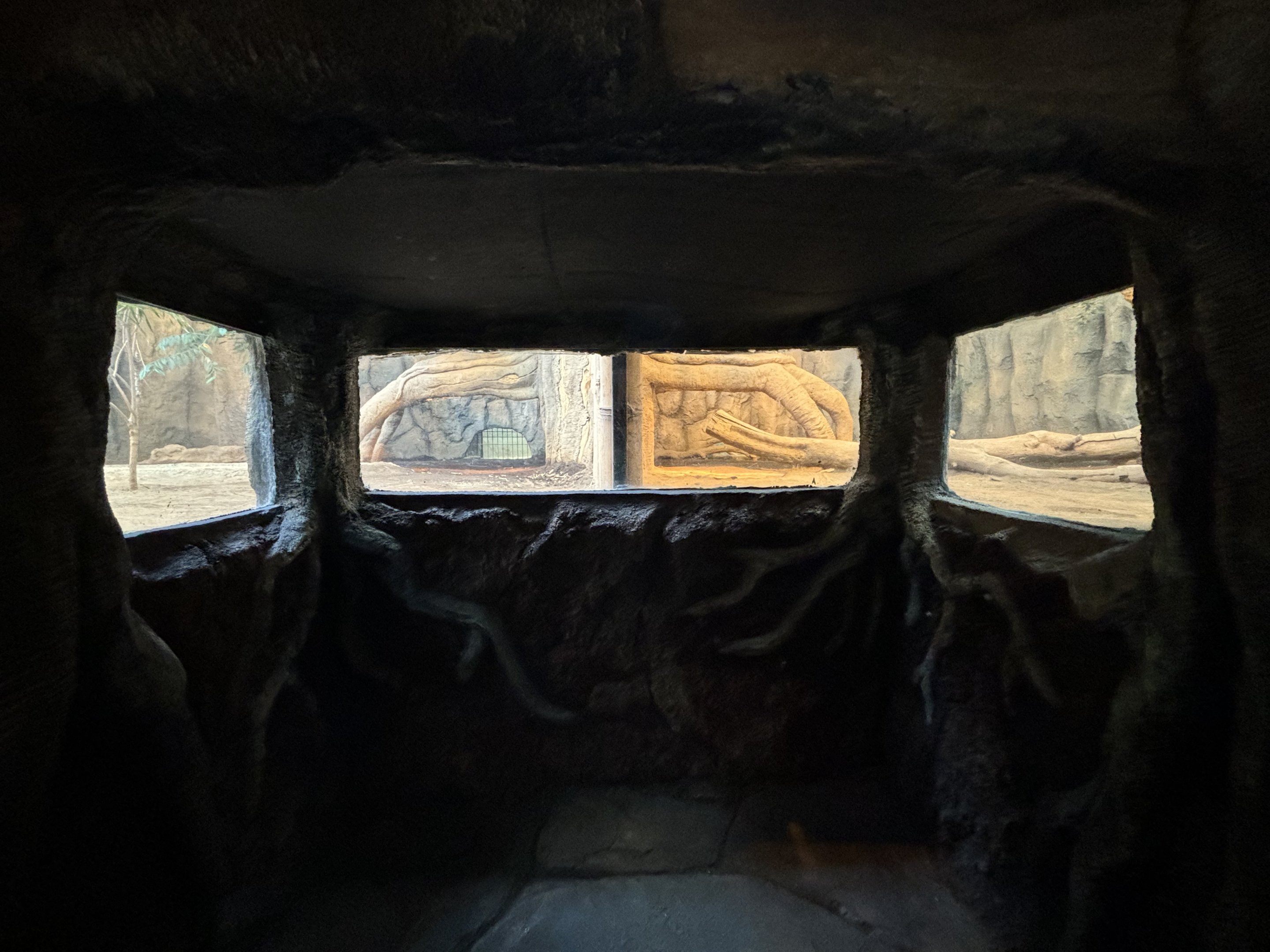 Komodo Dragon Exhibit