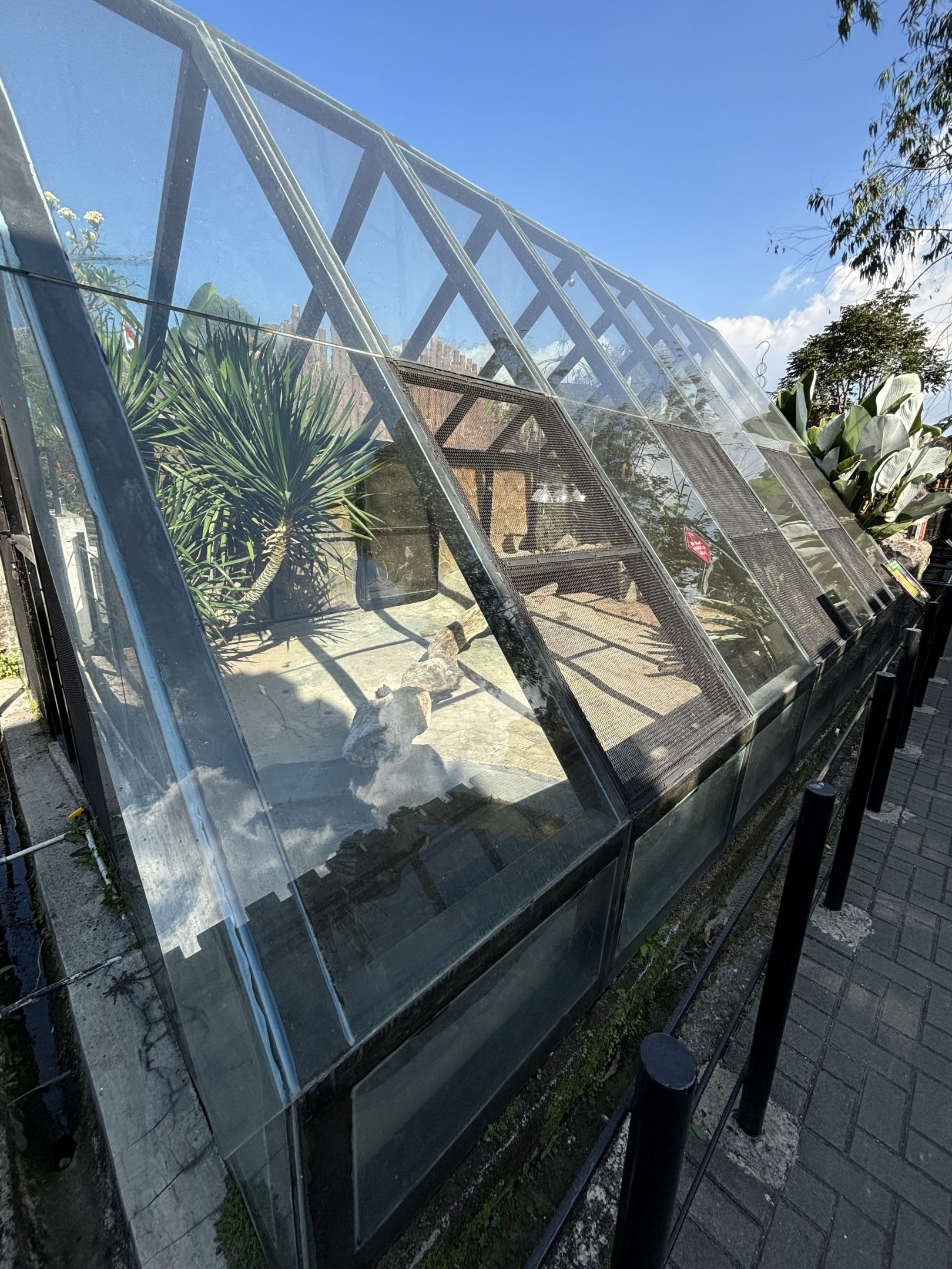 Komodo Dragon Exhibit