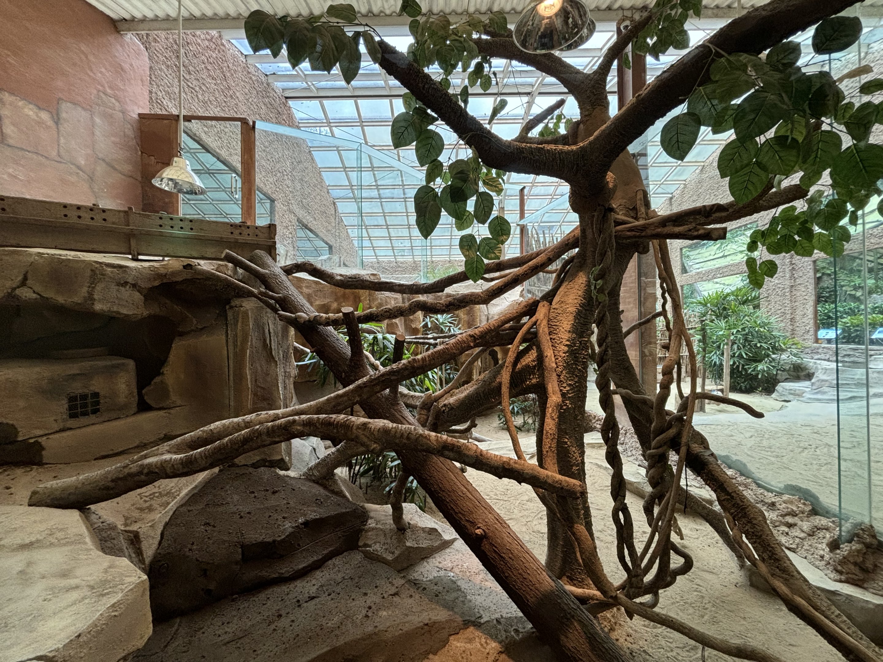 Komodo Dragon Exhibit