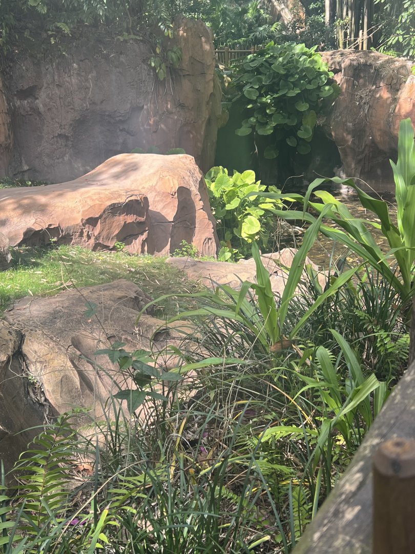 Komodo Dragon Exhibit