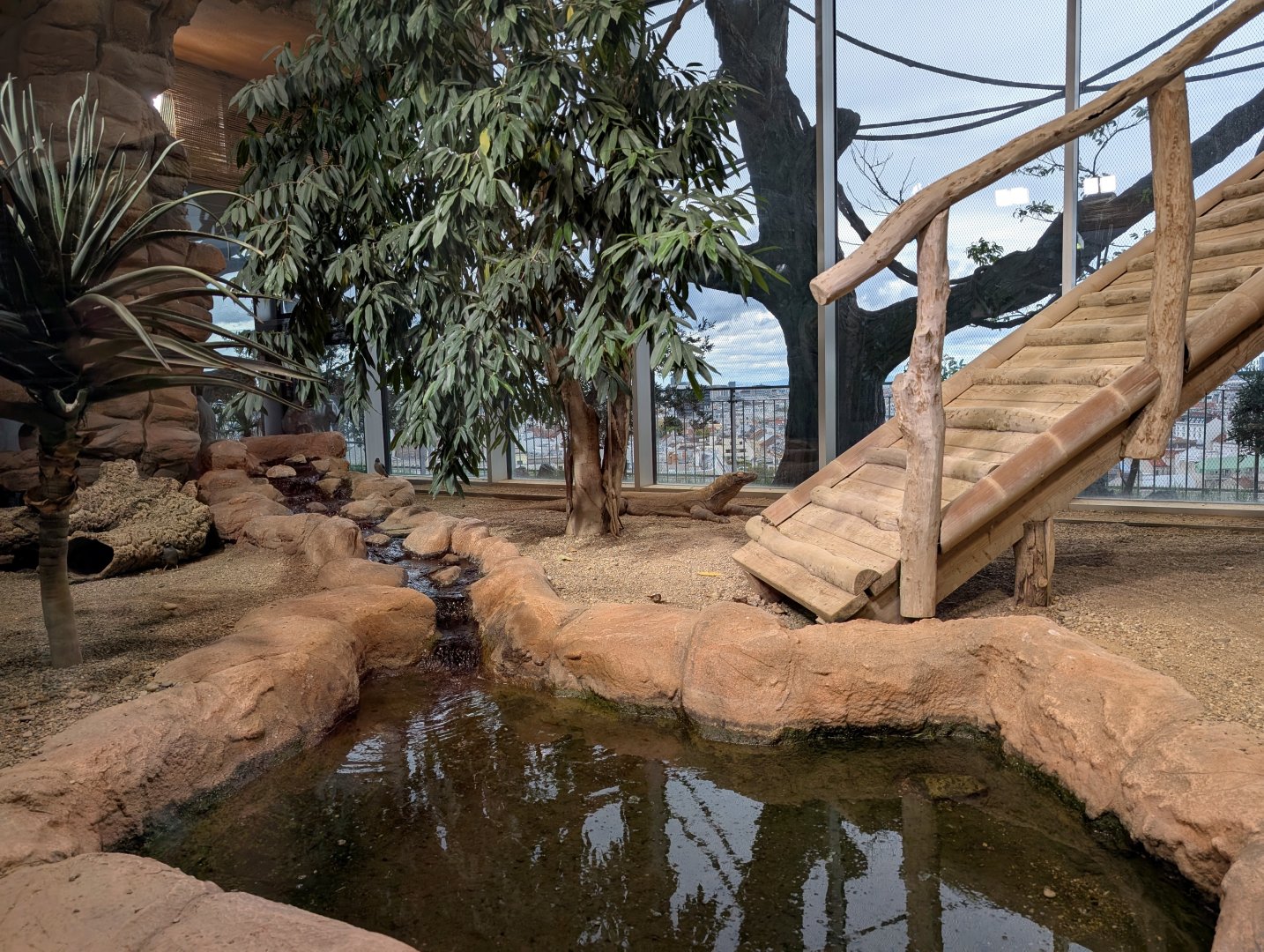 Komodo Dragon exhibit