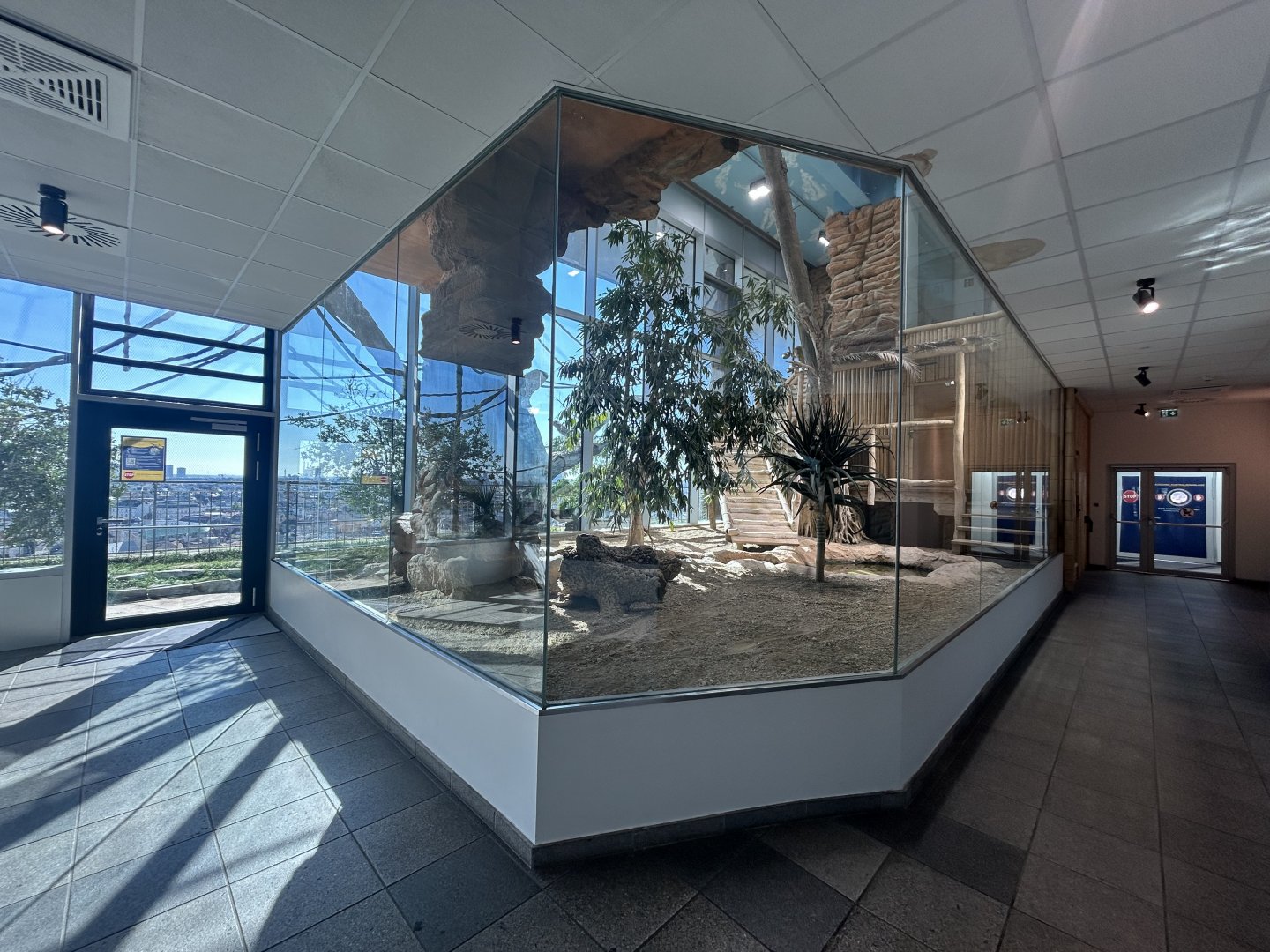 Komodo Dragon Exhibit