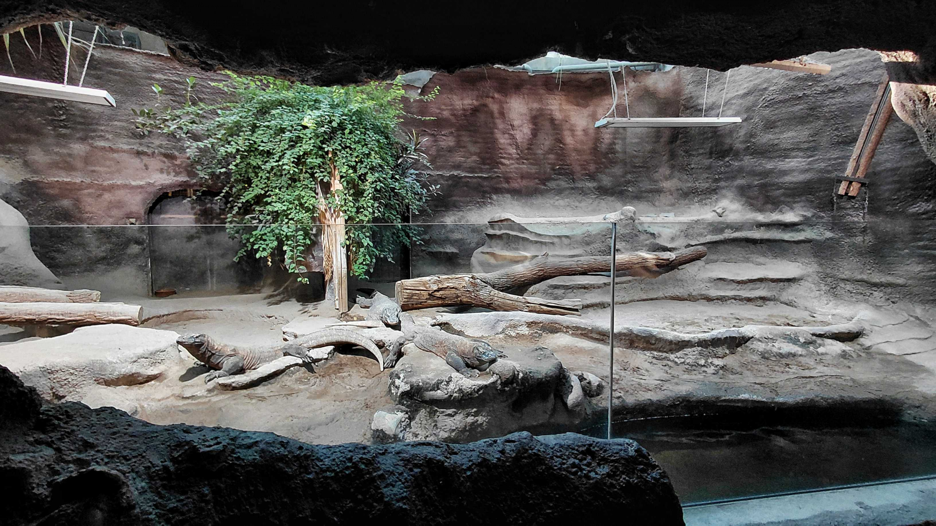 Komodo dragon exhibit