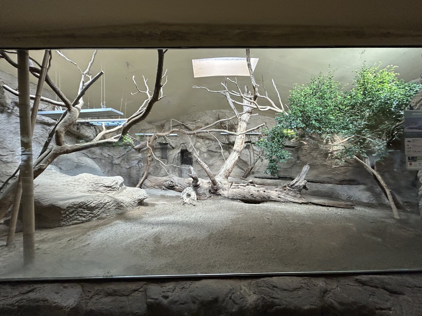 Komodo Dragon Exhibit