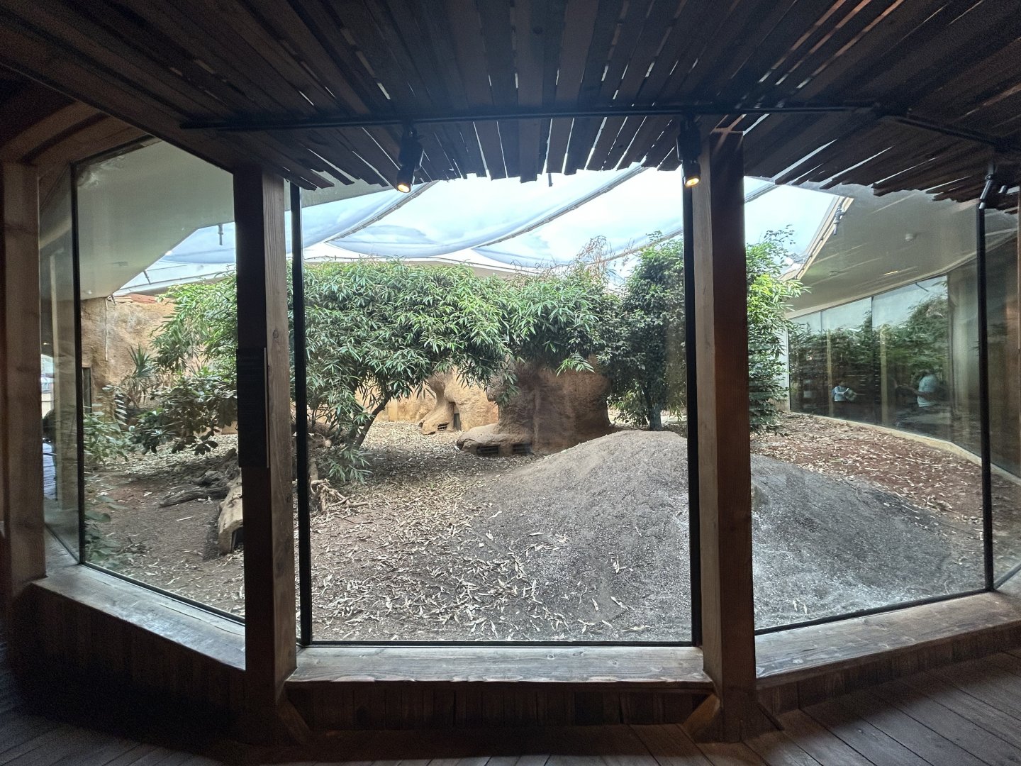 Komodo Dragon Exhibit