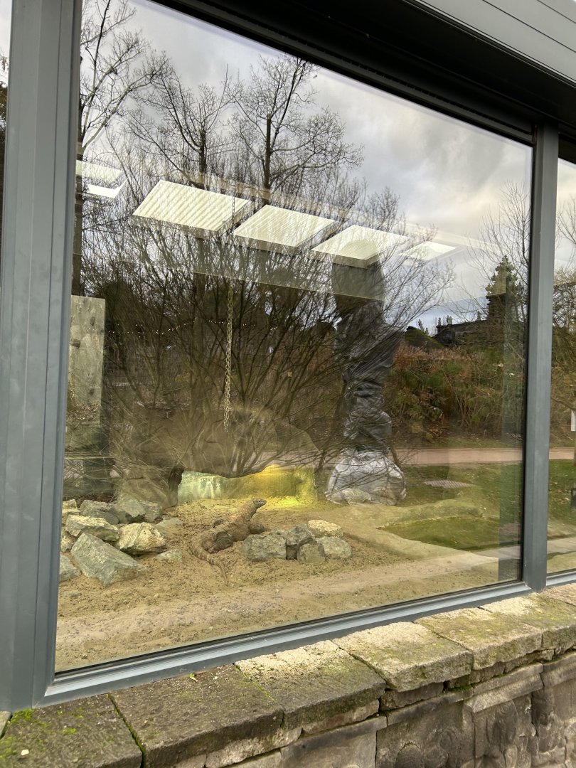 Komodo dragon exhibit