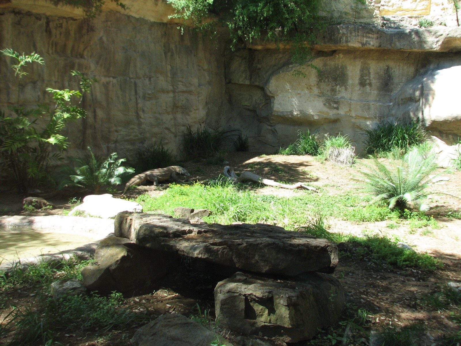 Komodo Dragon Exhibit