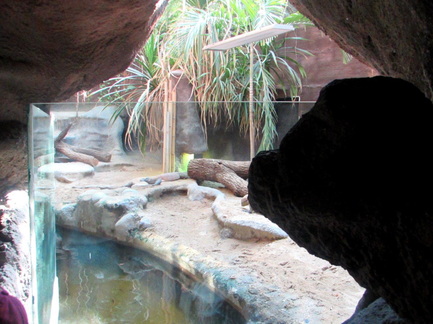 Komodo Dragon exhibition - July/2017