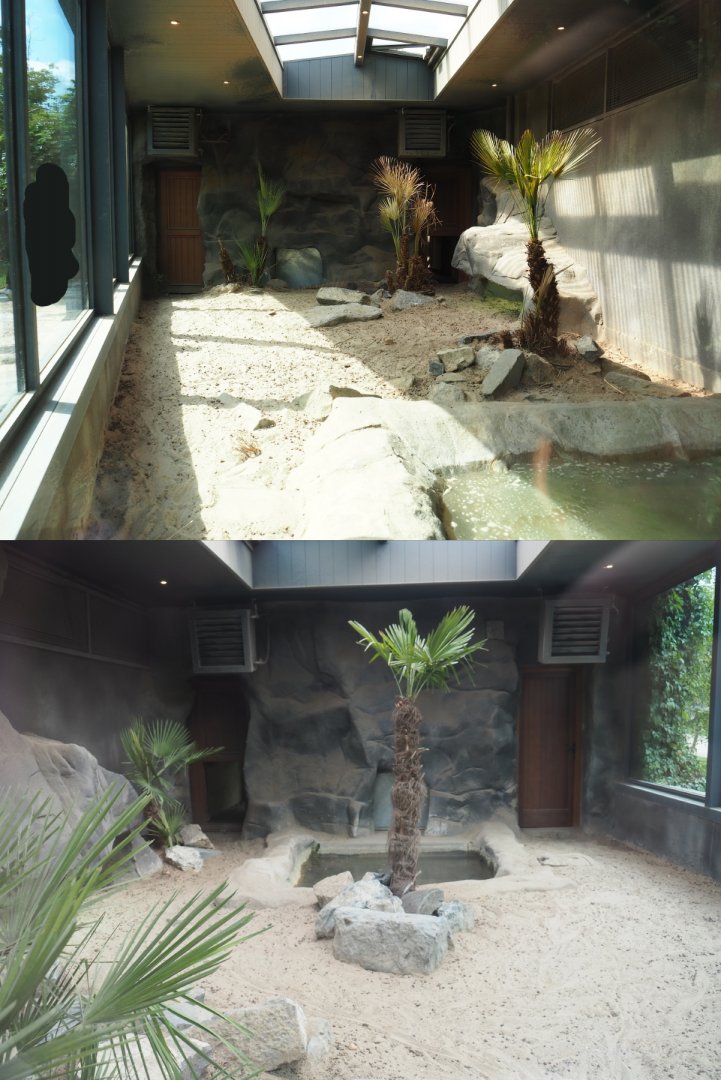 Komodo dragon exhibits, 2020-09-02