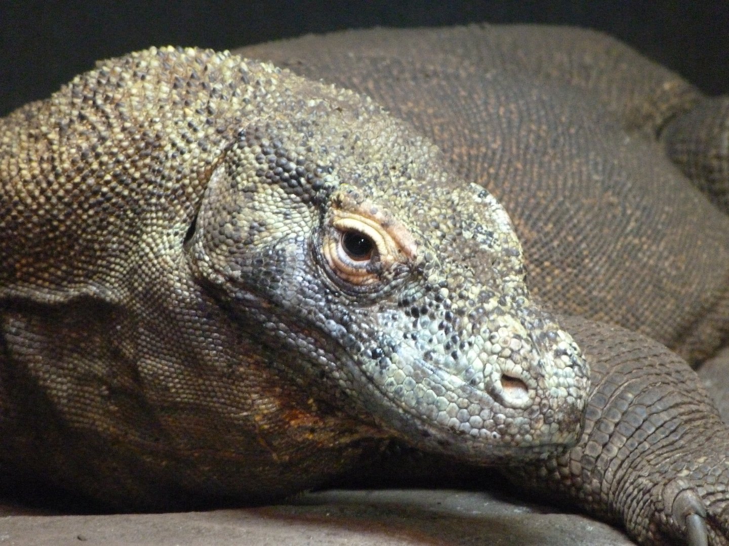 Komodo dragon -Faunia (2025)