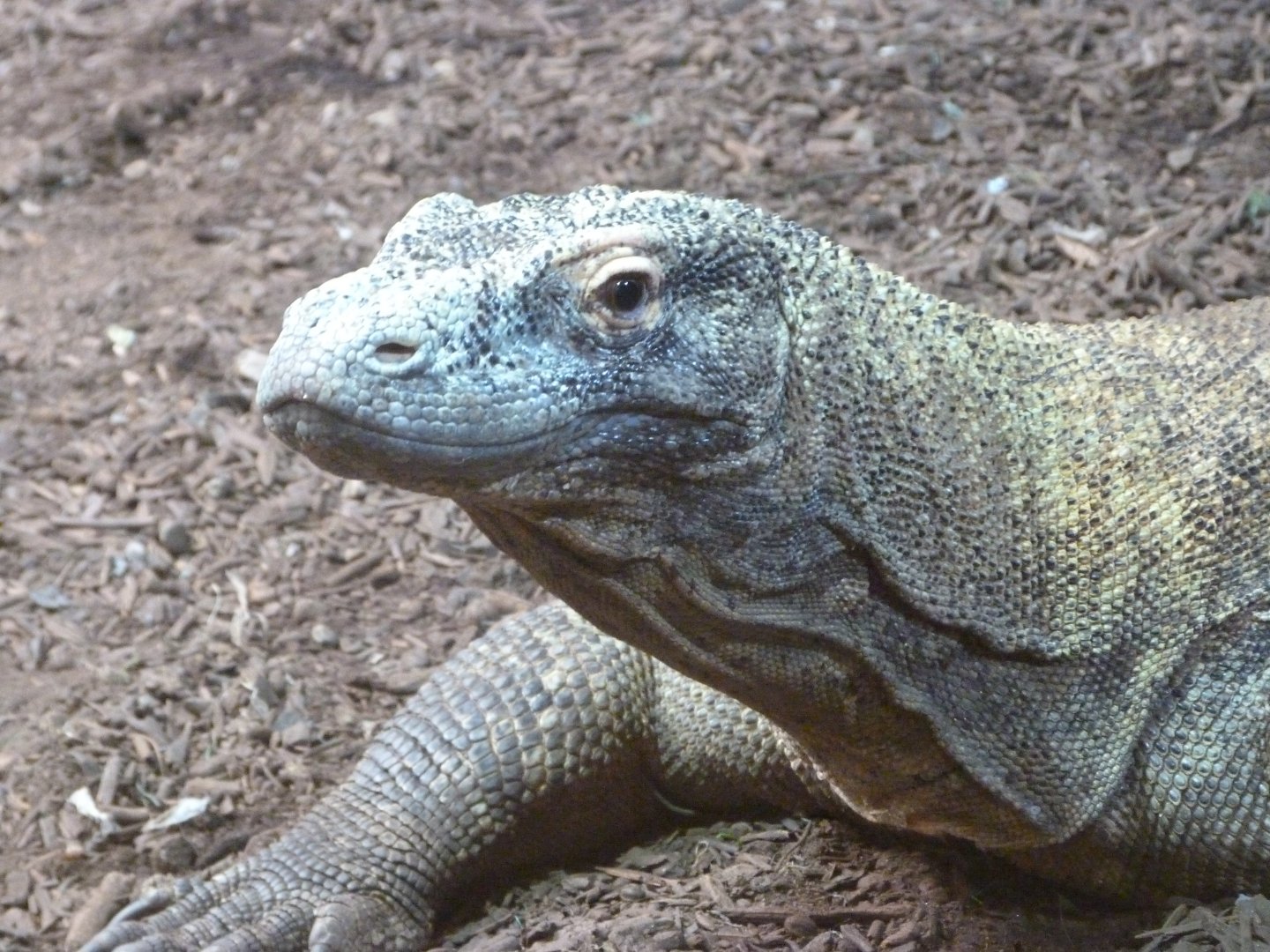 Komodo dragon -Faunia (2025)