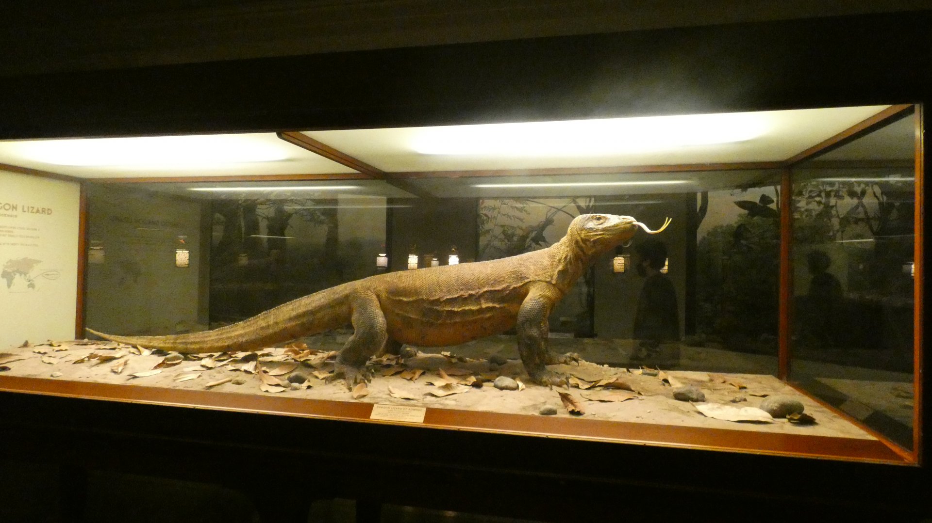 Komodo Dragon - Feb. 2022